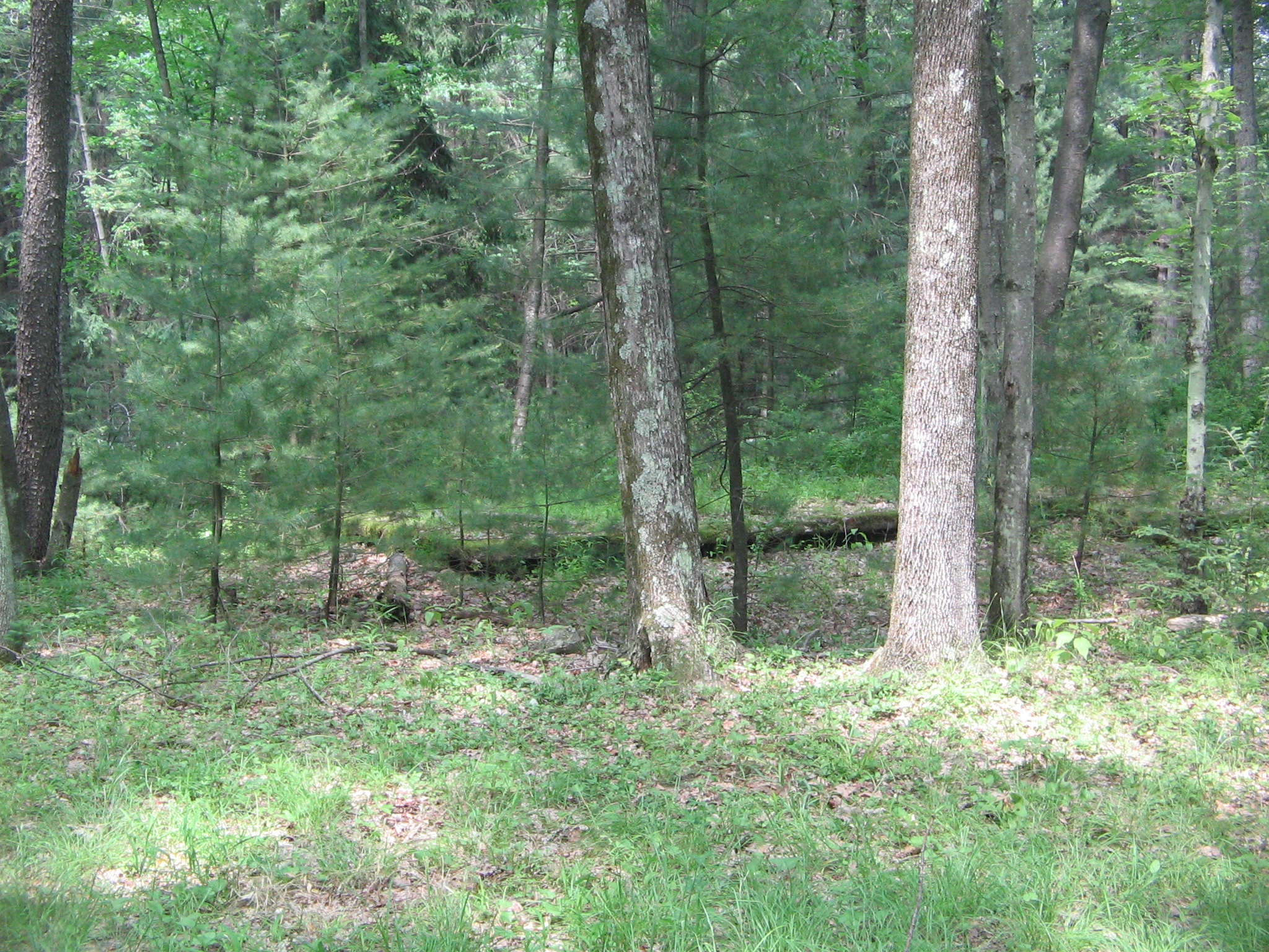 Tiadaghton State Forest