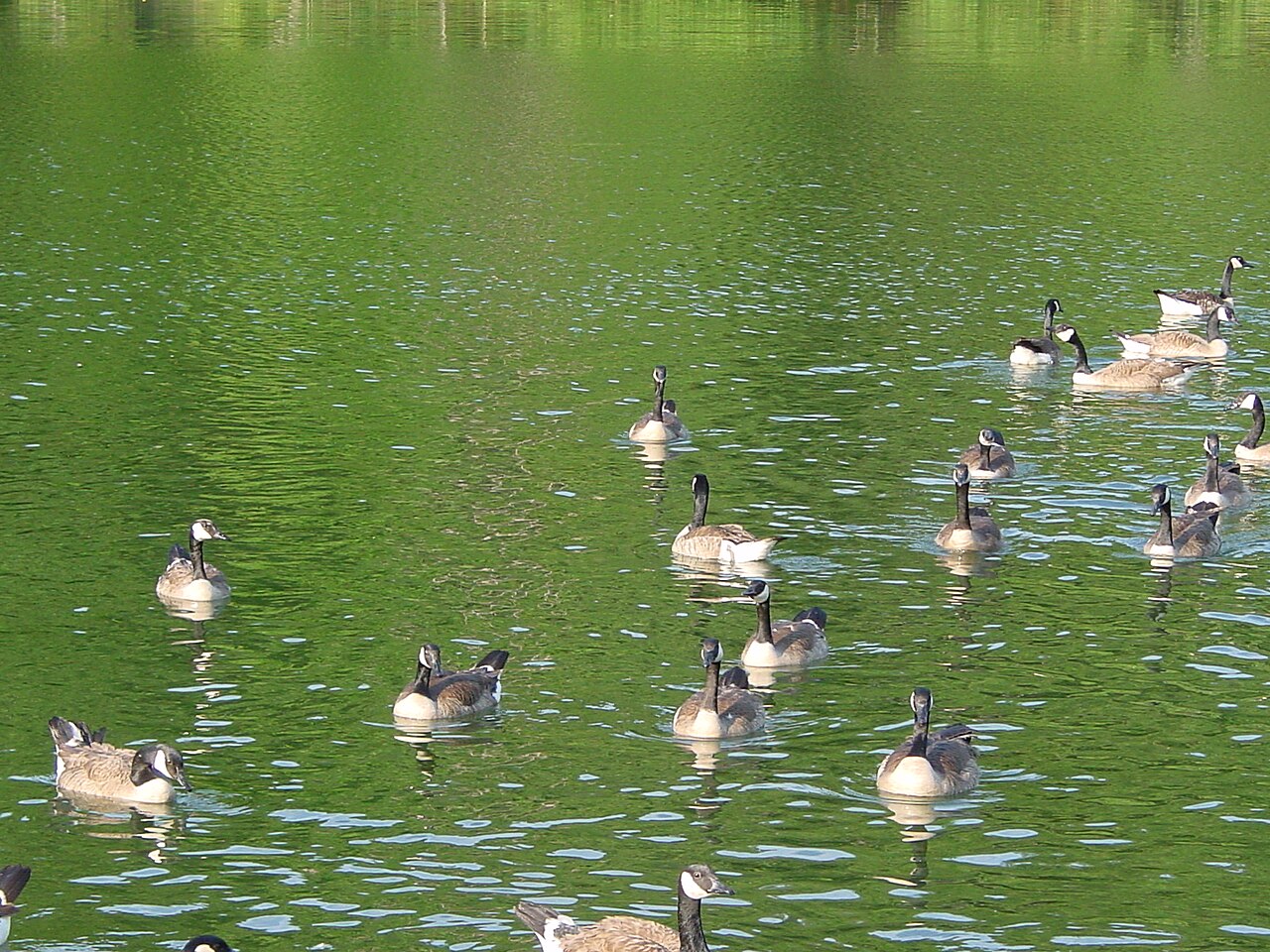 Wikimedia Commons