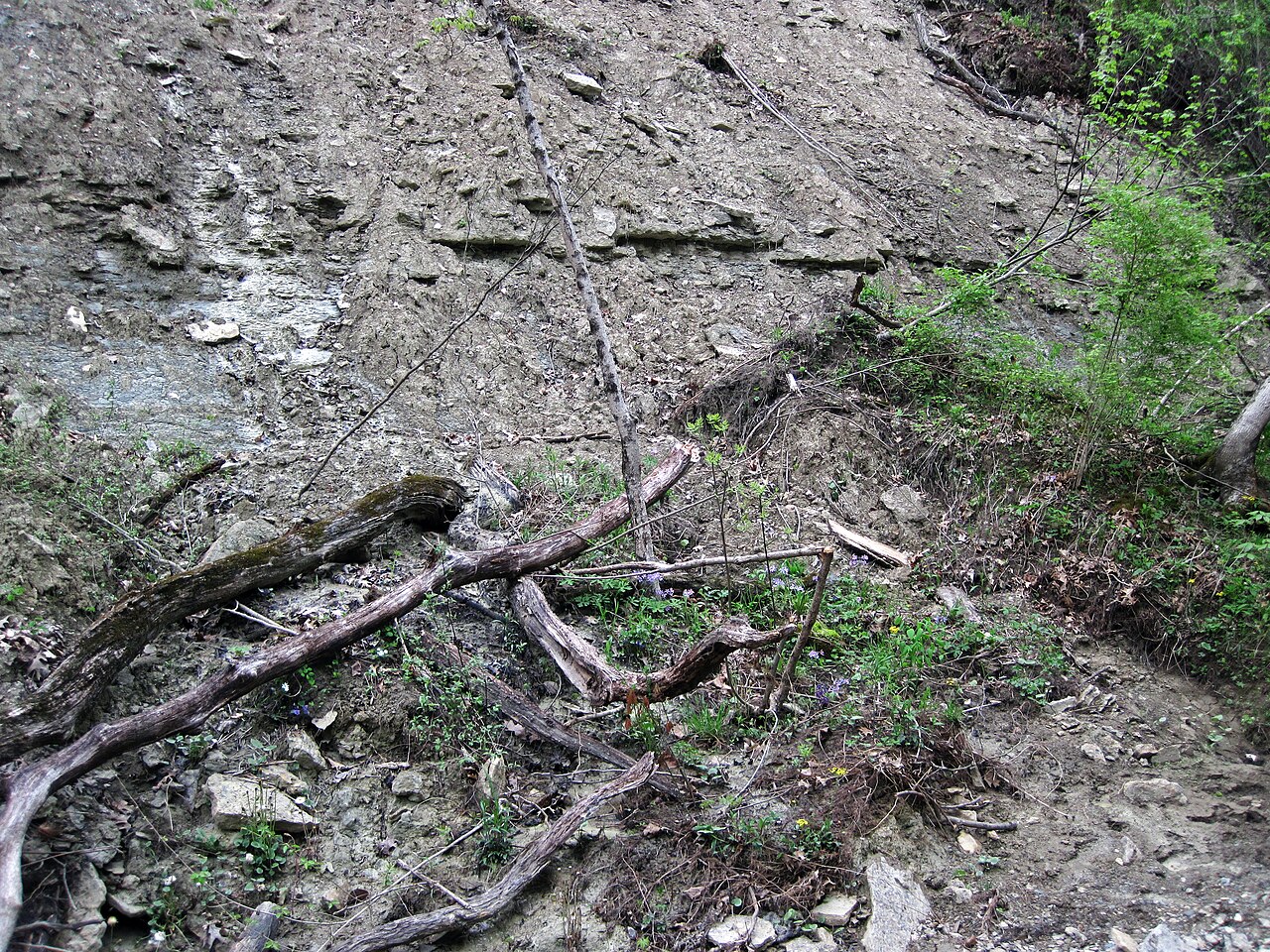 Caesar Creek Camp Loops A, B, C