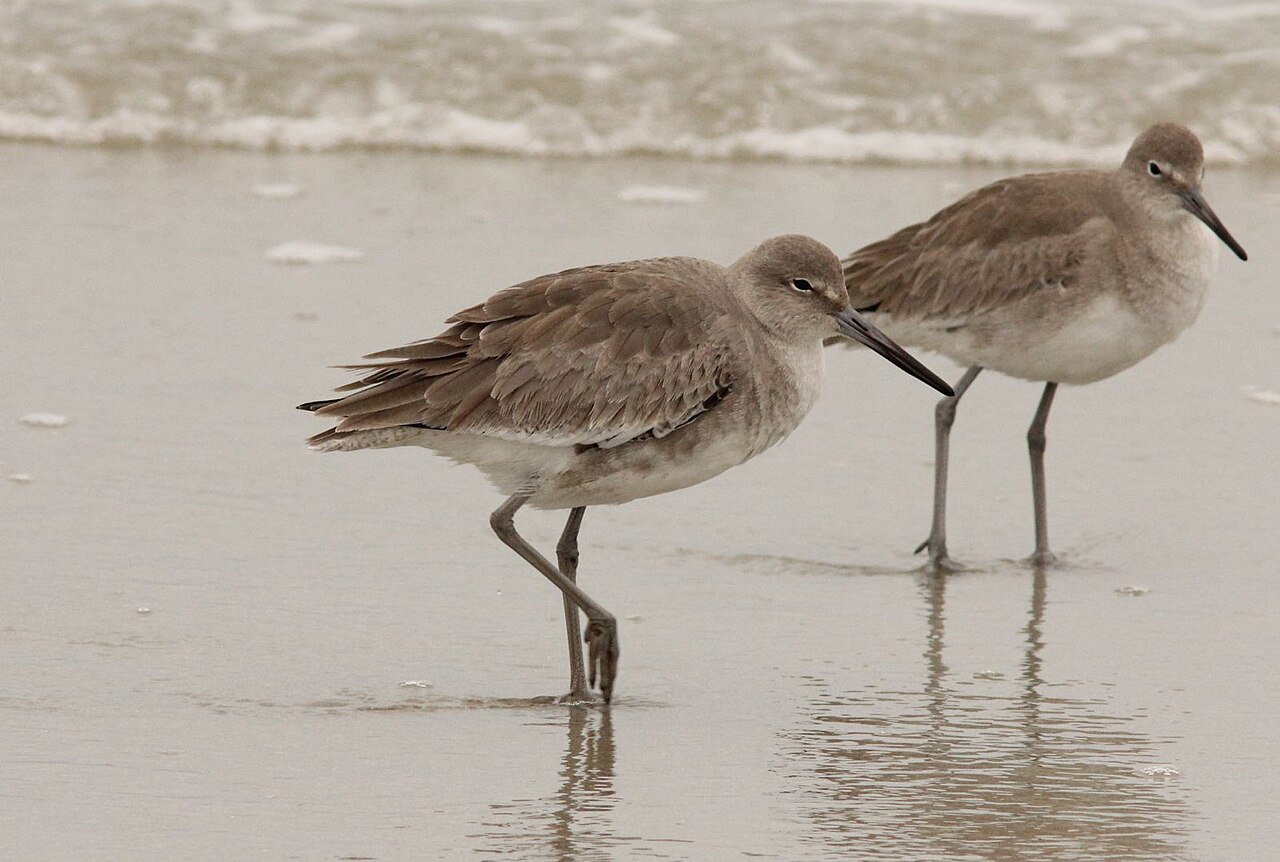 Huntington Beach State Park