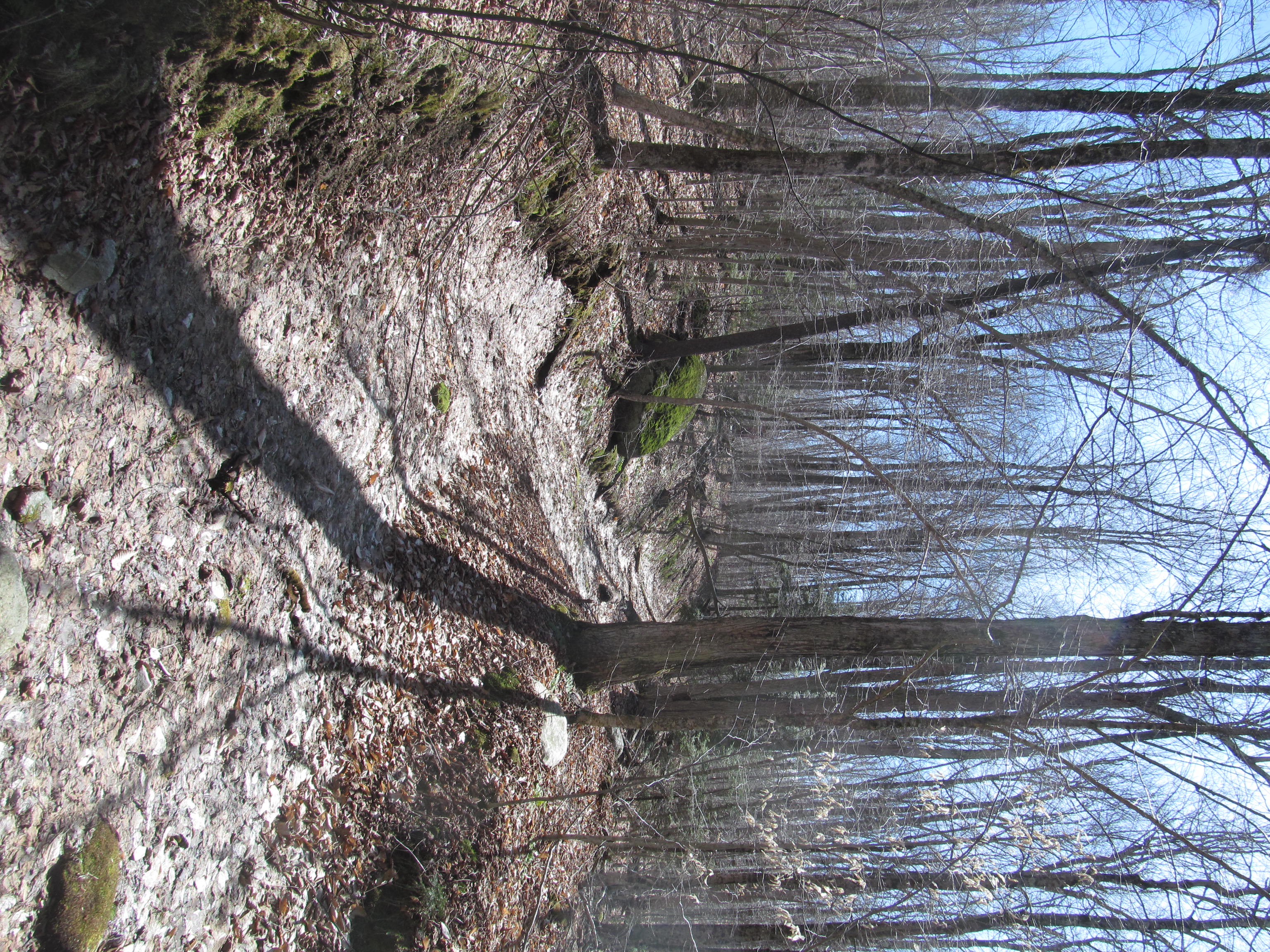 Savoy Mountain State Forest