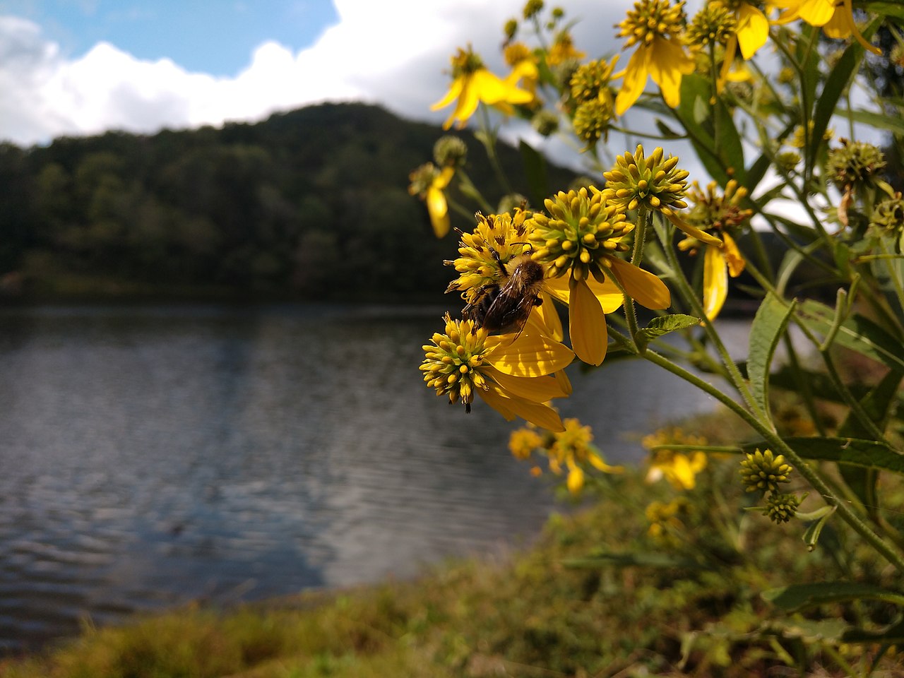 Tar Hollow Campground