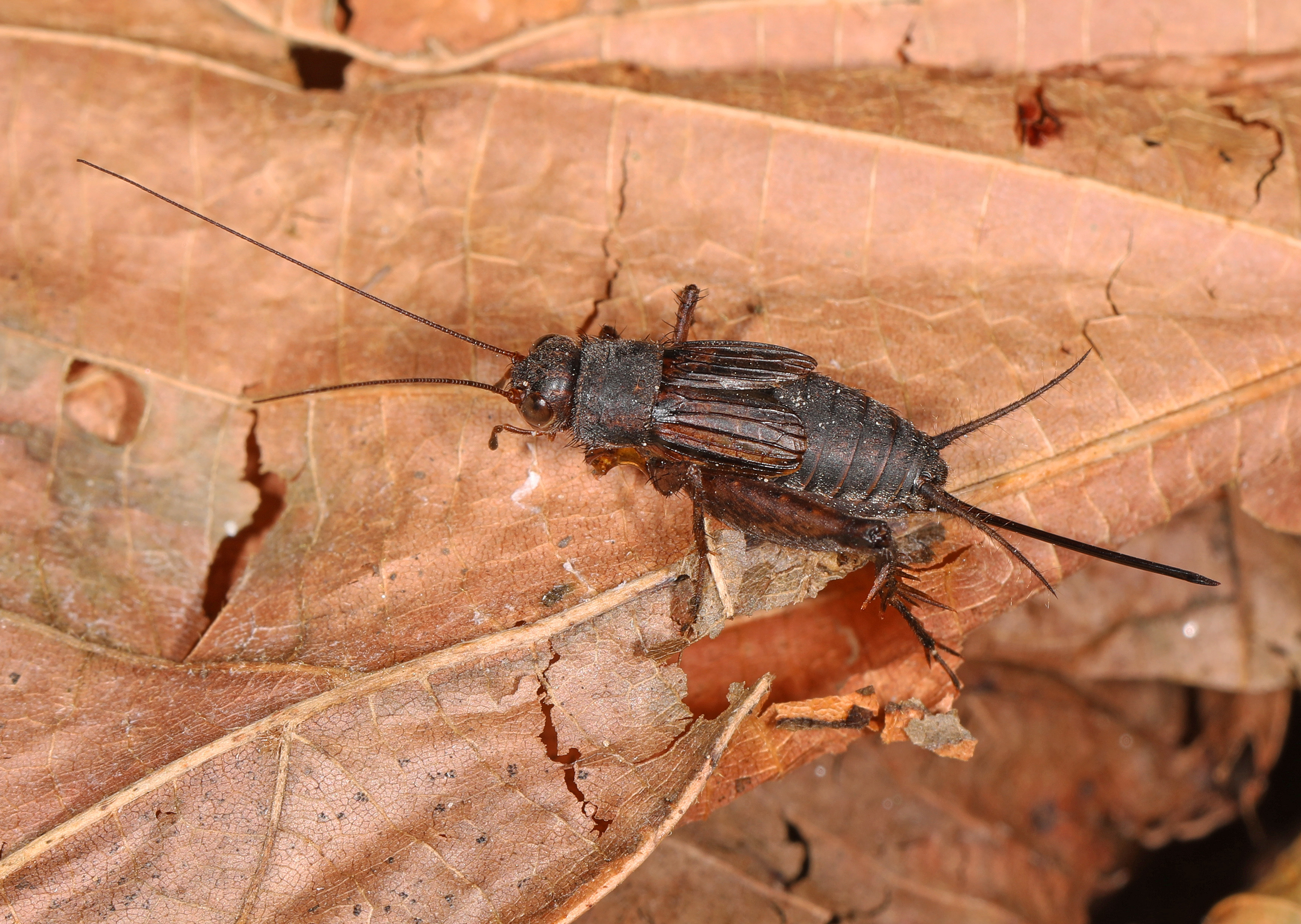 Housatonic Meadows State Park