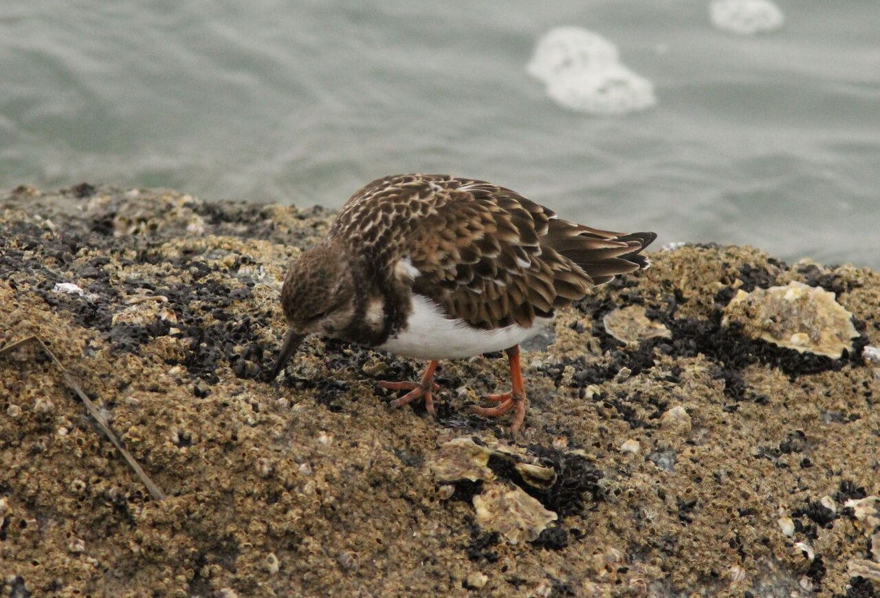 Huntington Beach State Park