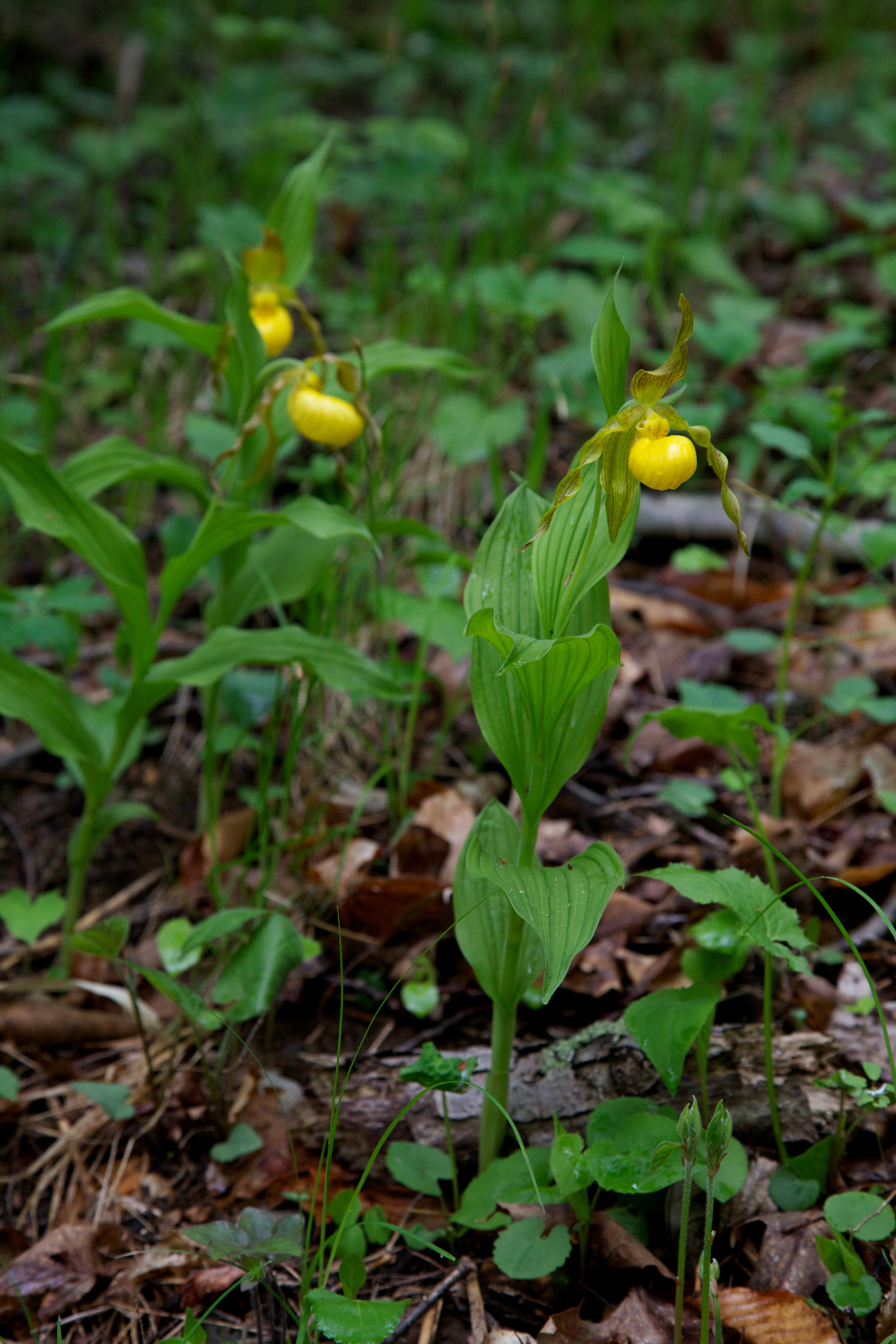 Canoe Creek State Park
