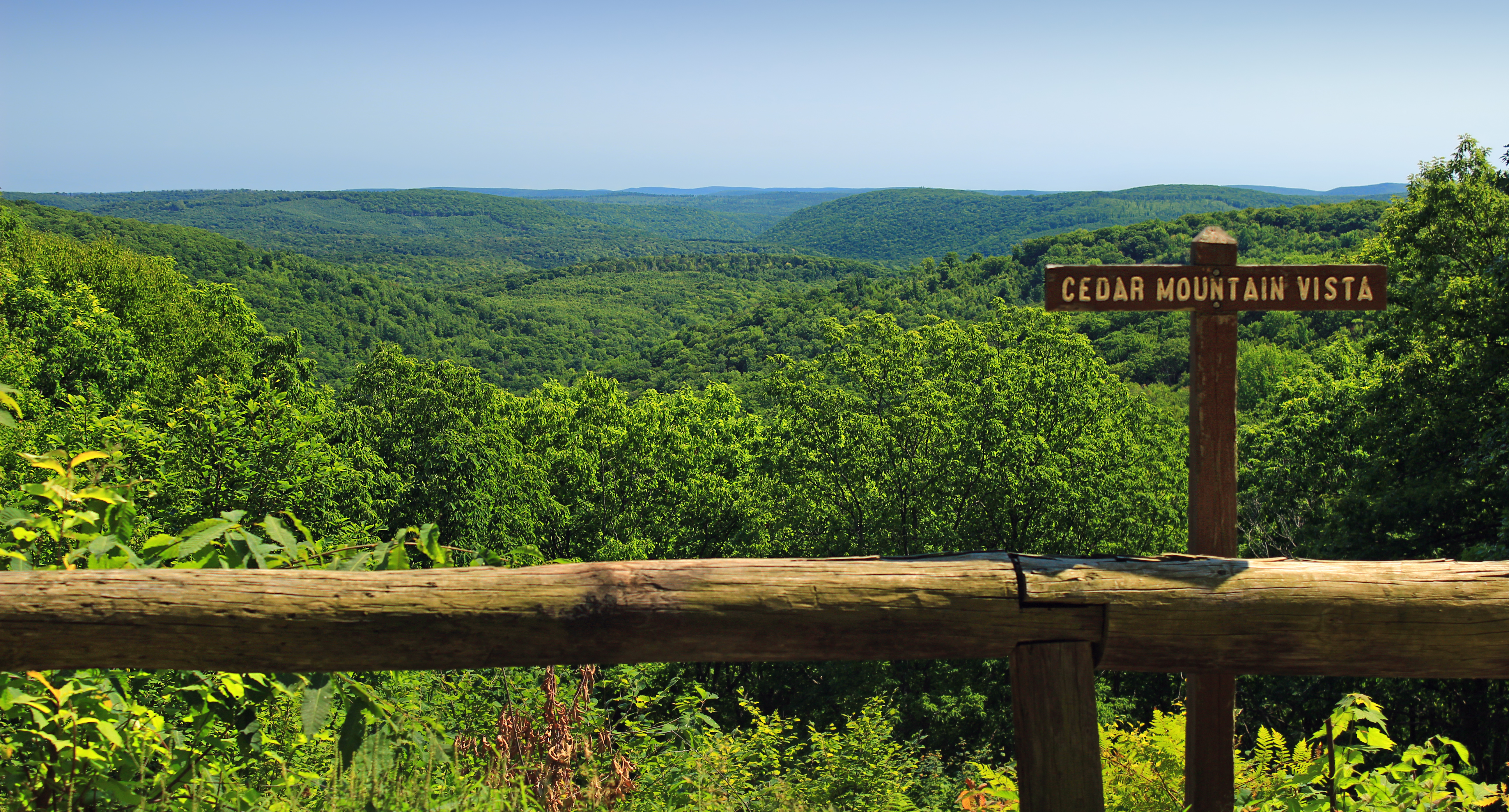 Tioga State Forest