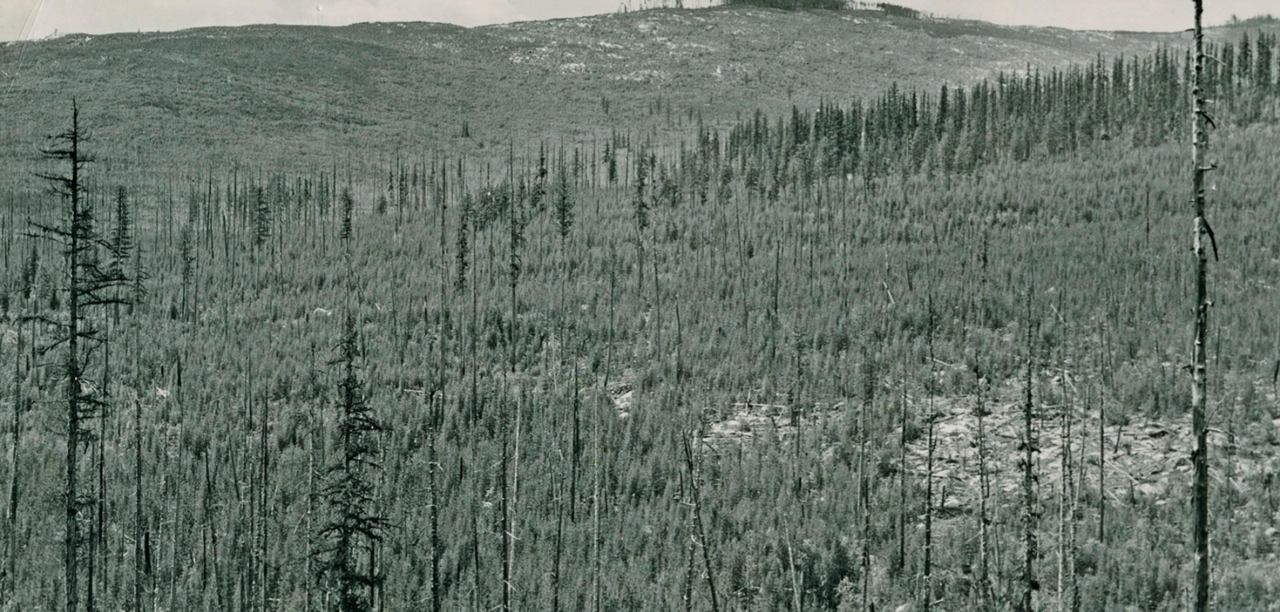 Old Stage Horse Camp