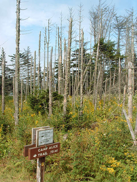 Mount Mitchell State Park