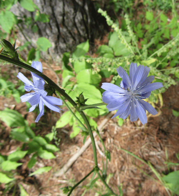 Peninsula State Park