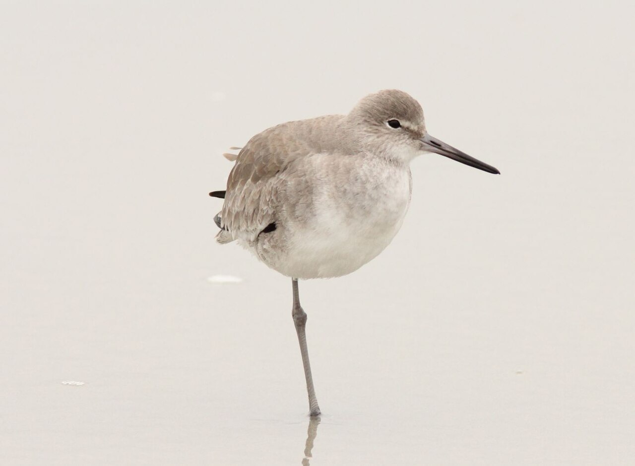 Huntington Beach State Park