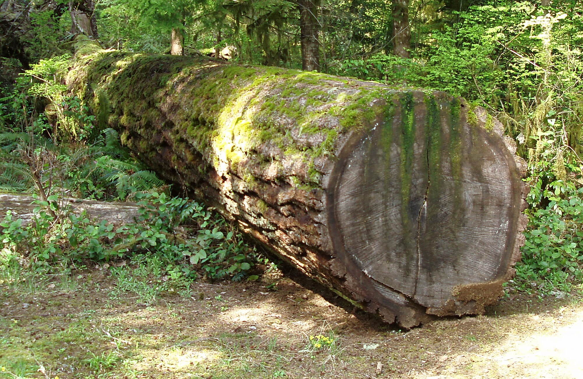 Wikimedia Commons