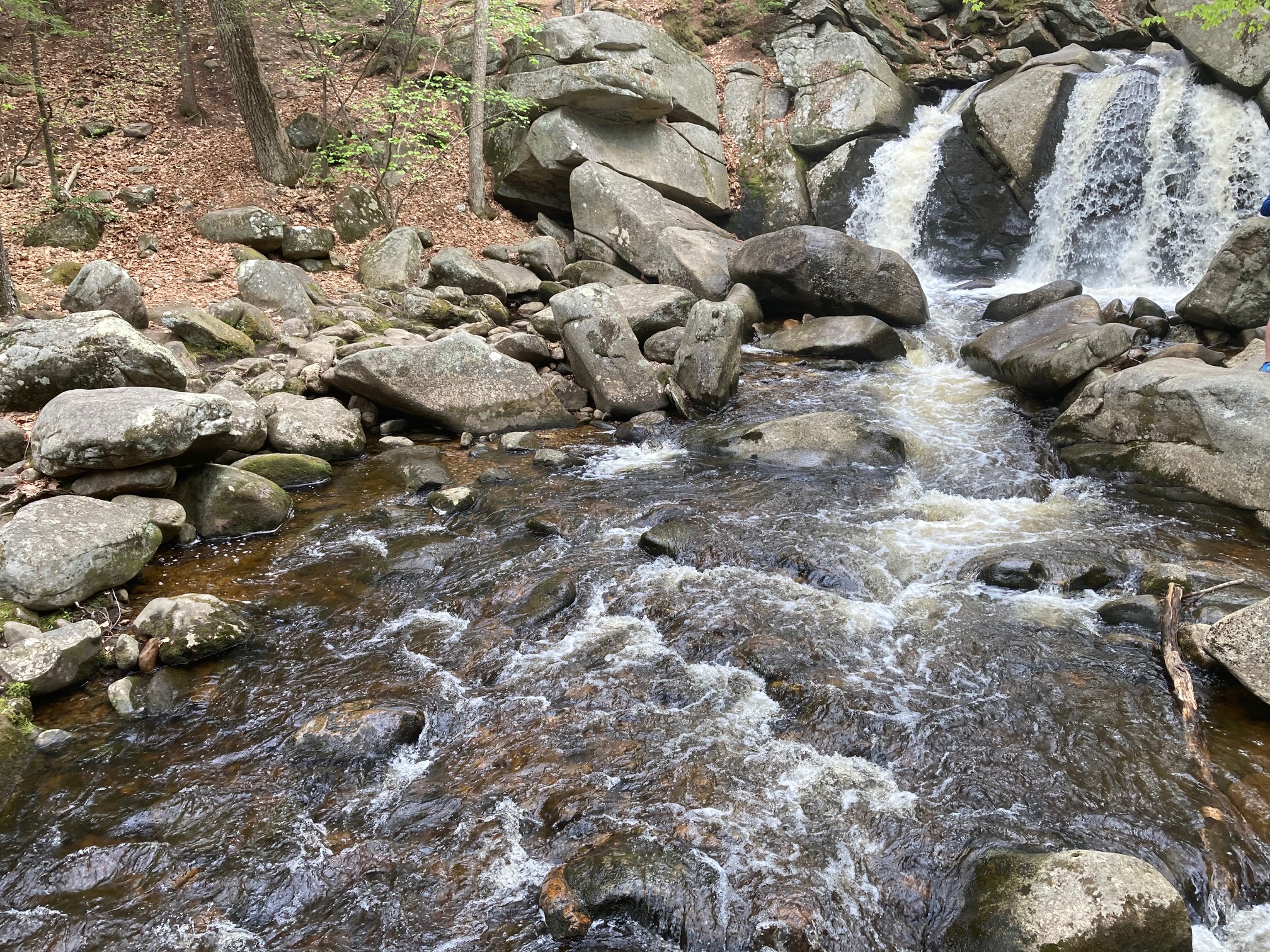 Willard Brook State Forest