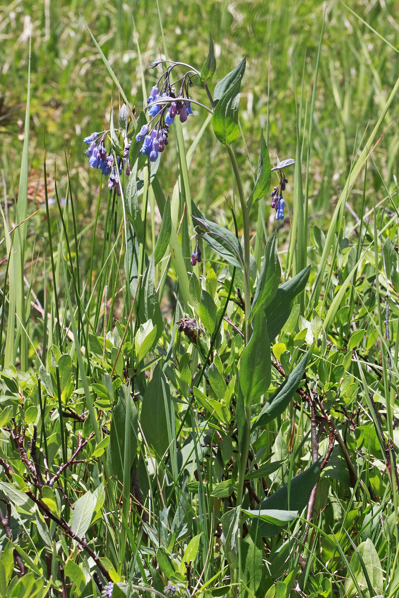 Whiterocks Campground