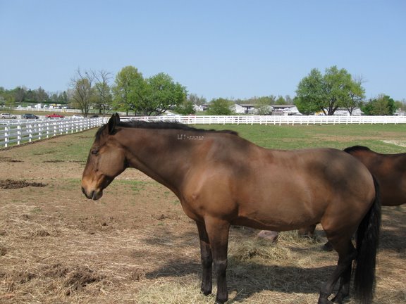 Kentucky Horse Park