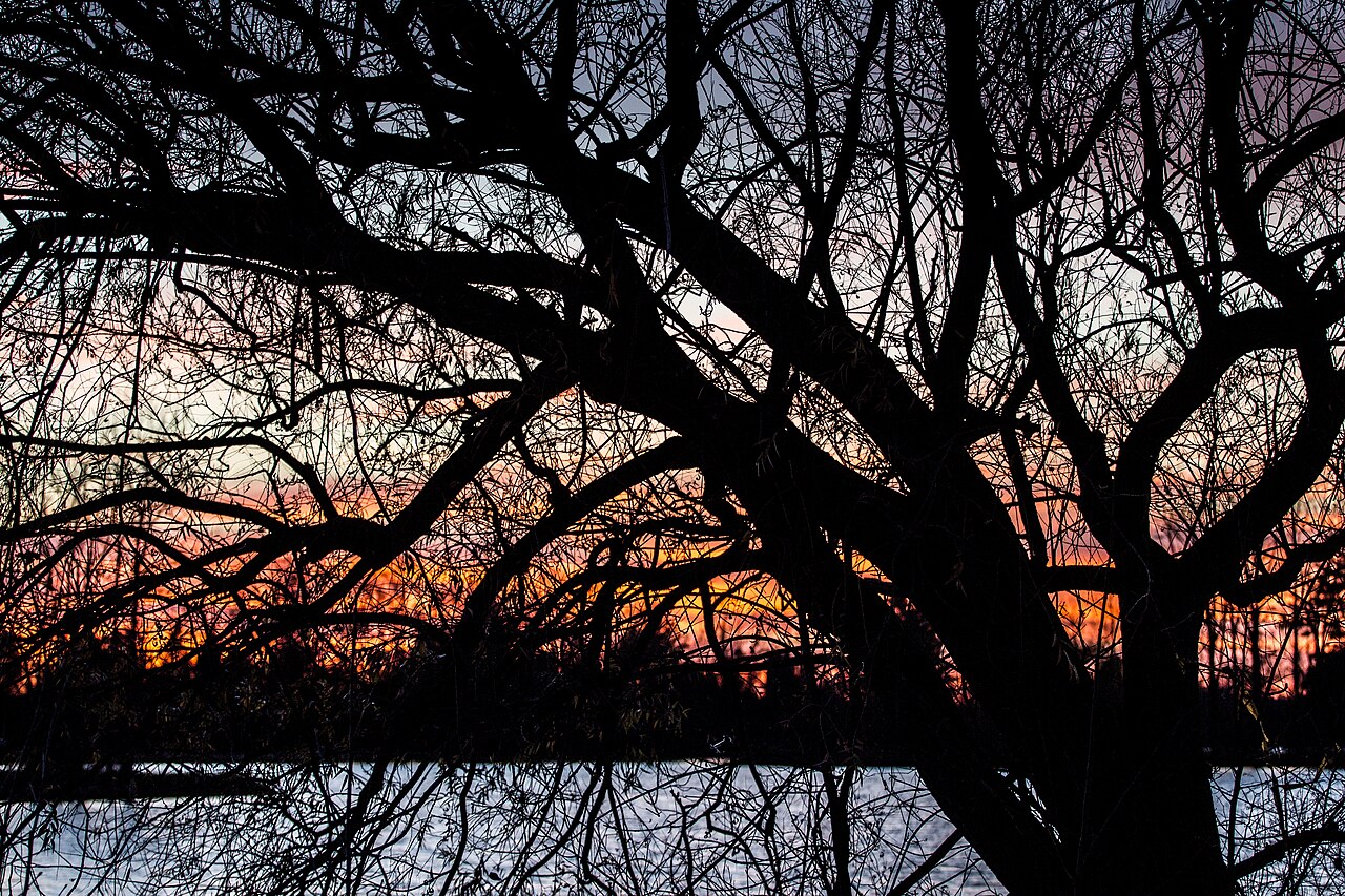 Ross Lake State Forest Campground