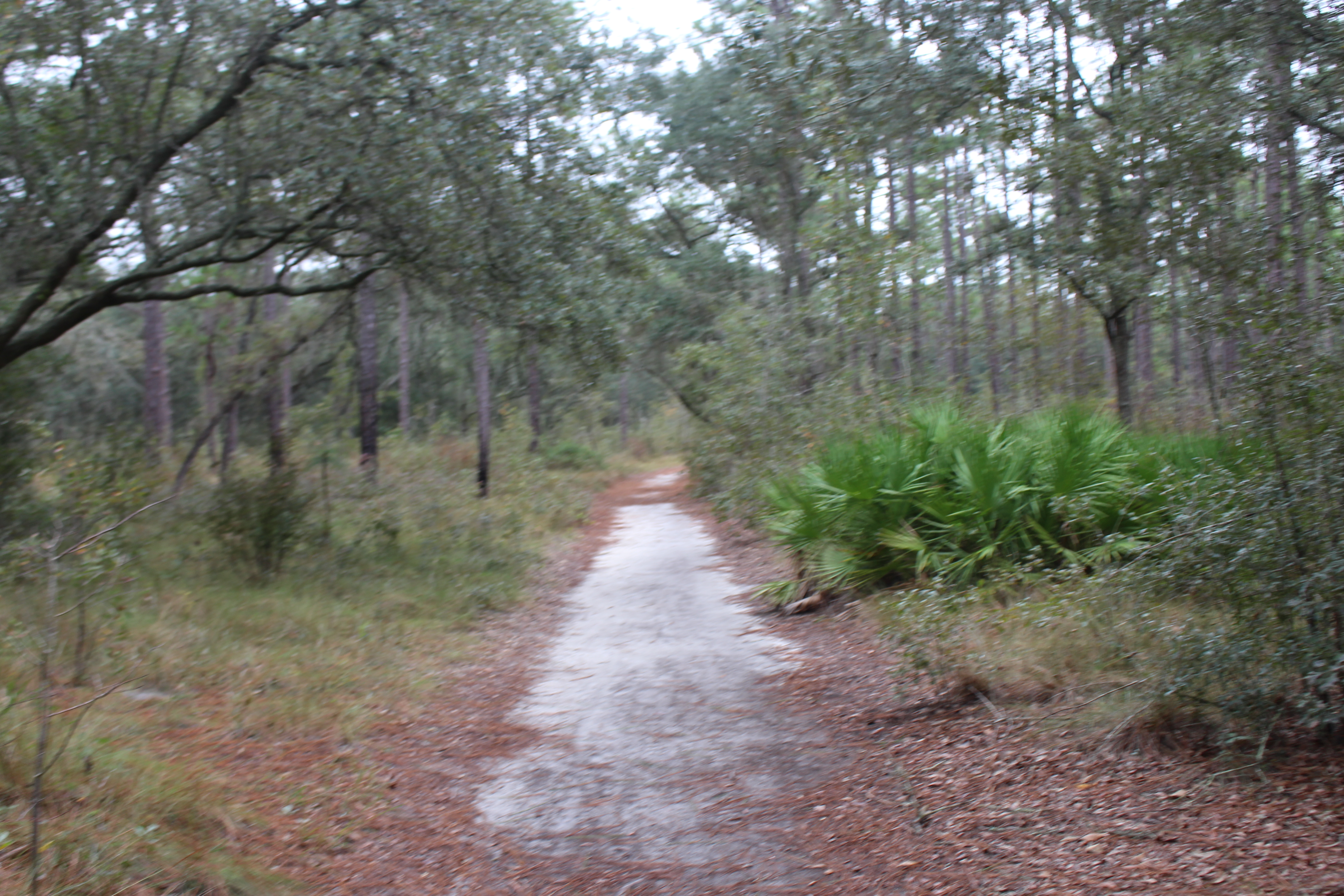 Reed Bingham State Park