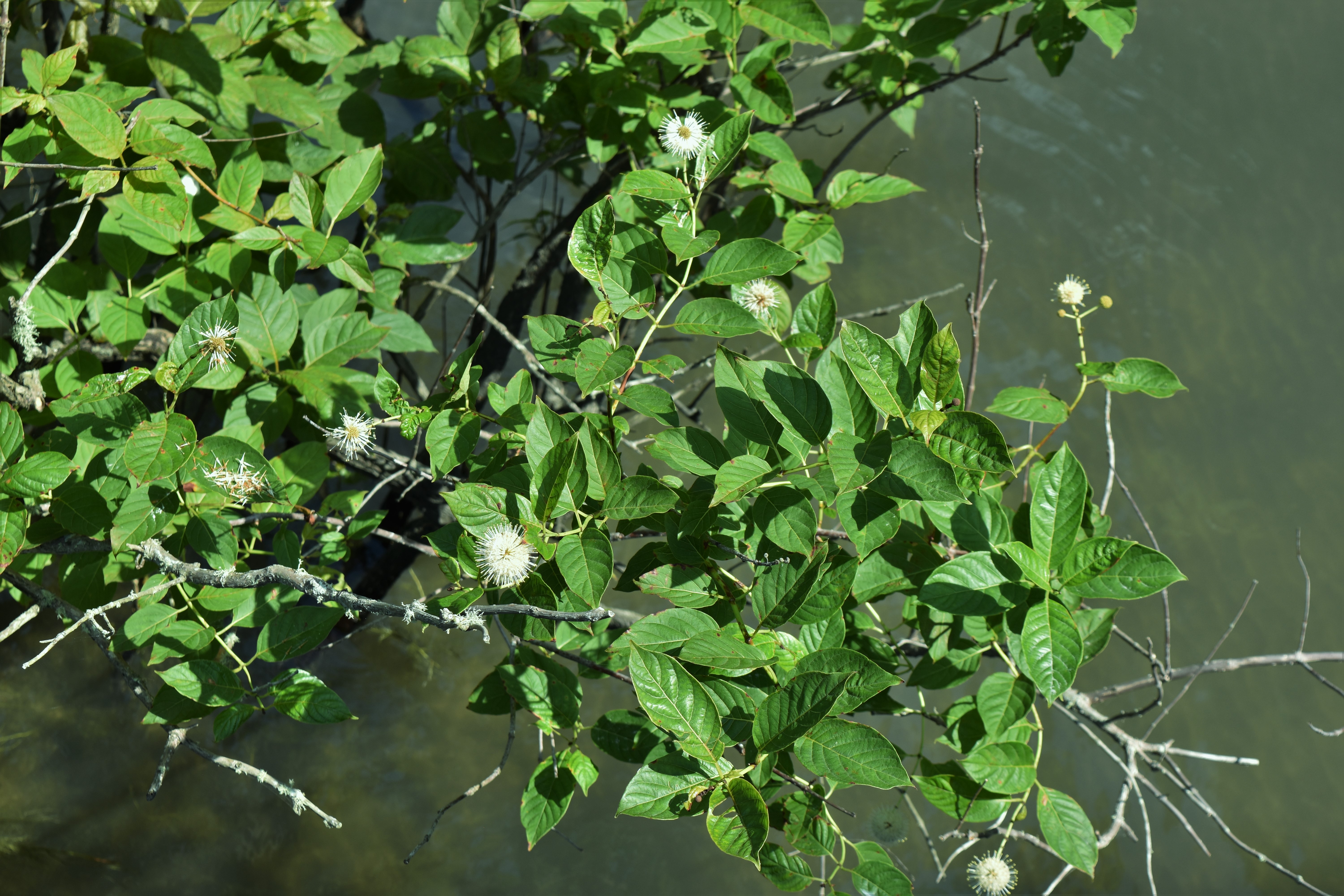 Pettigrew State Park