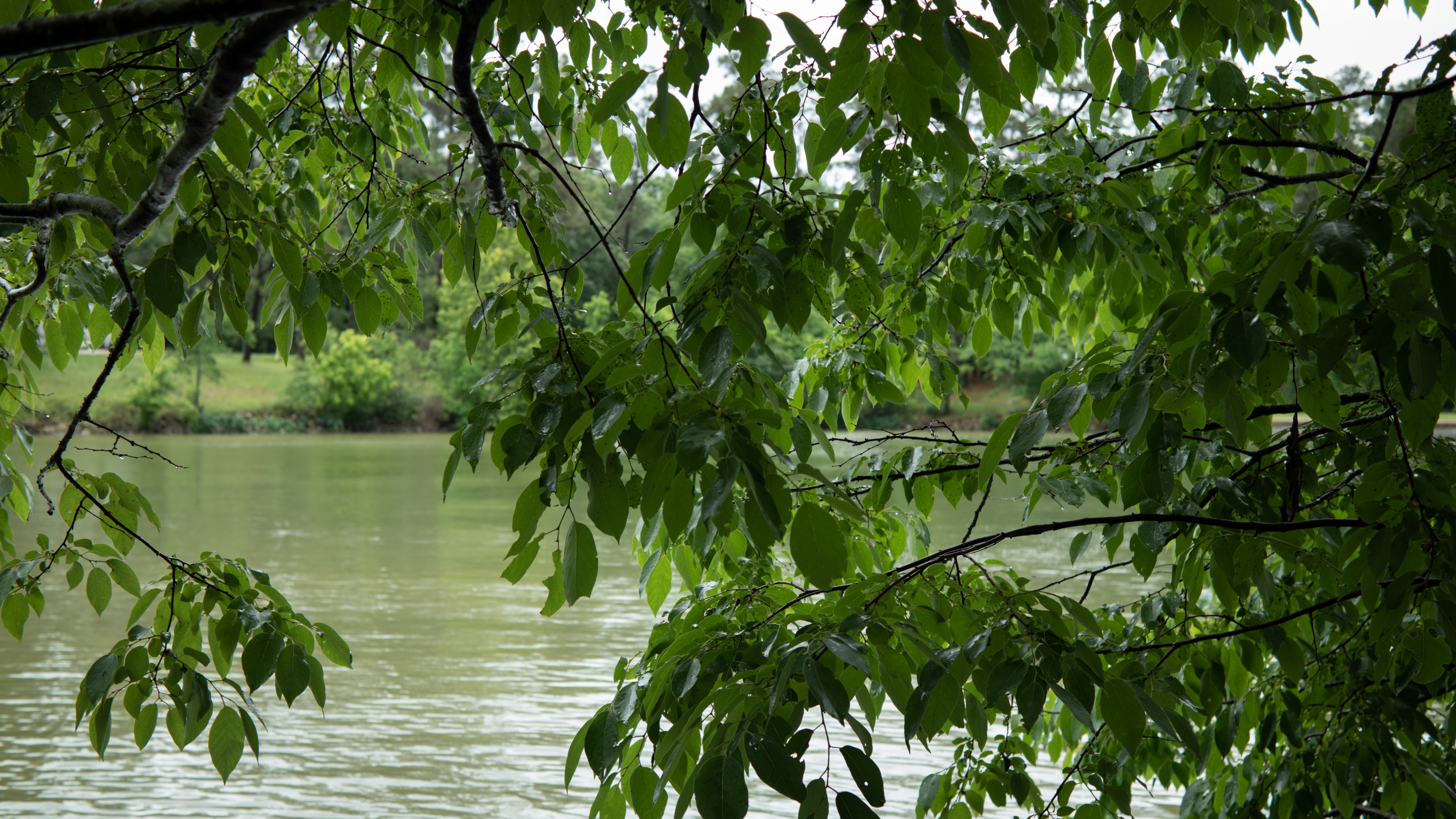 Lake Livingston State Park