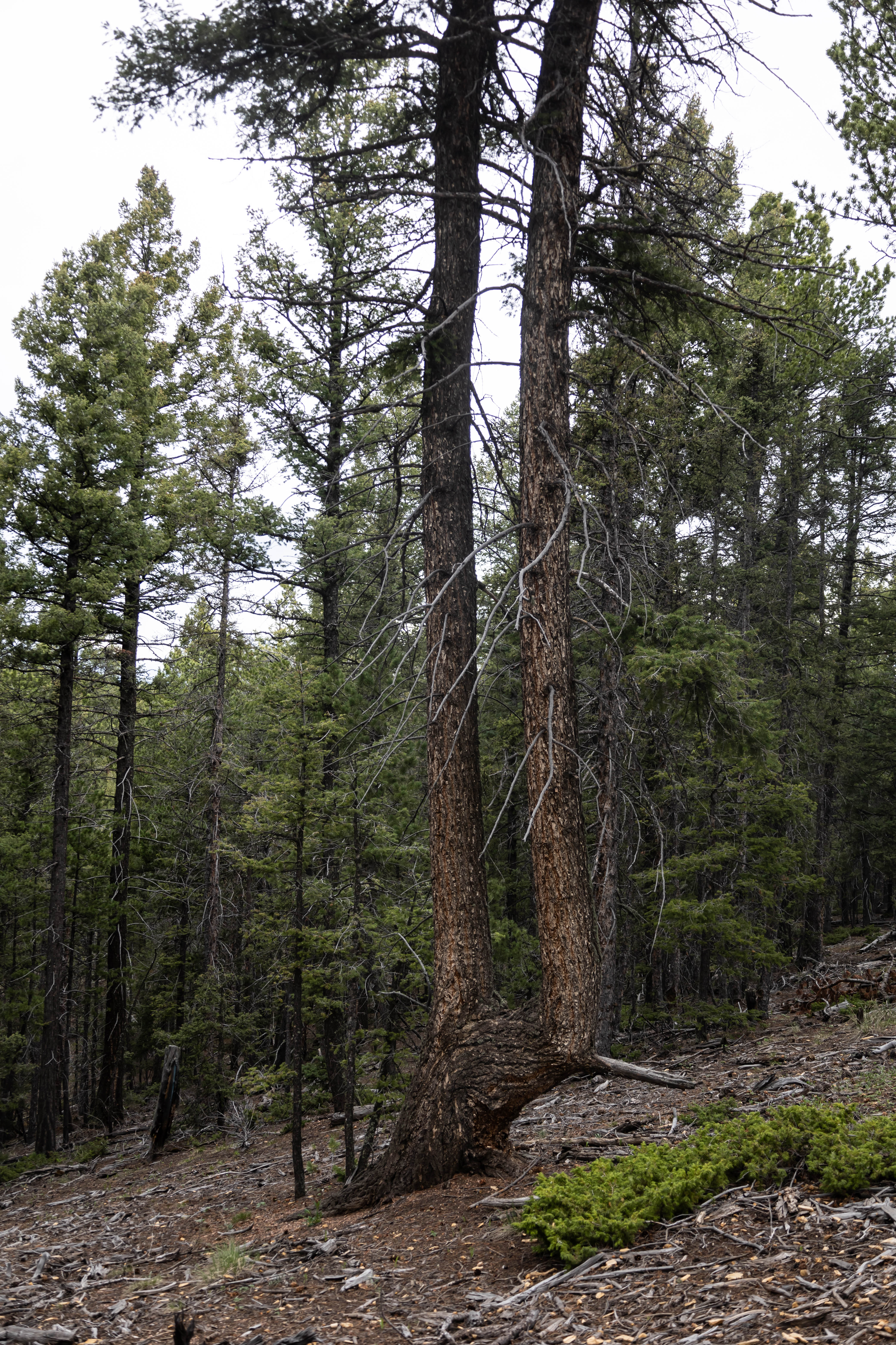 Mueller State Park