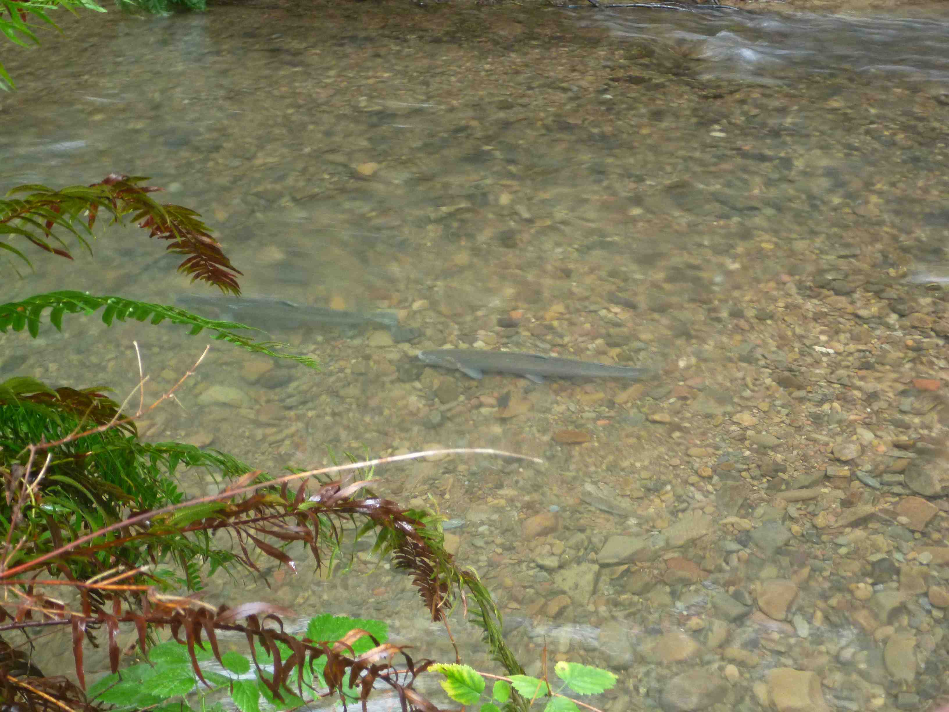 Baker Creek Campground