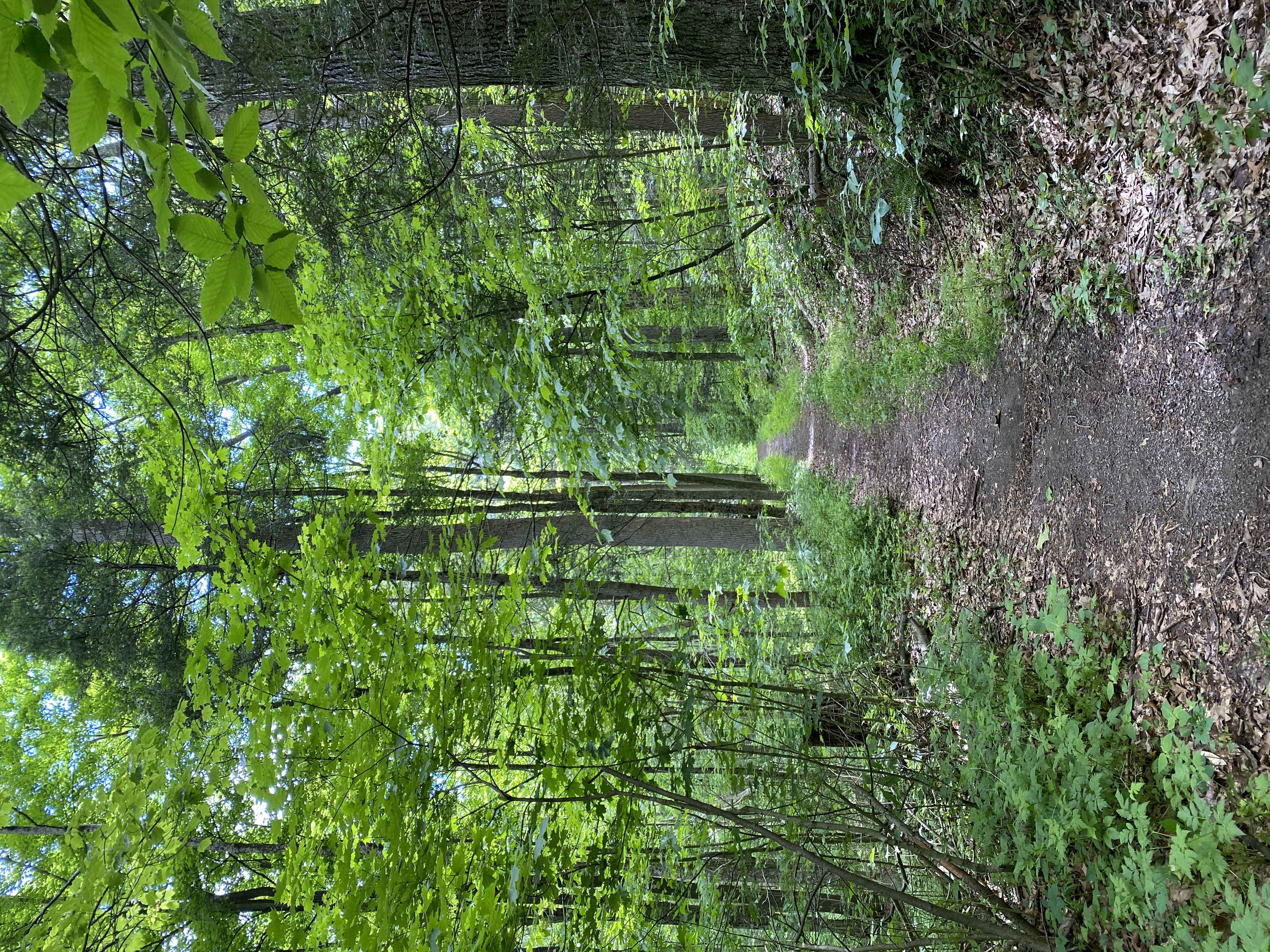 Wikimedia Commons