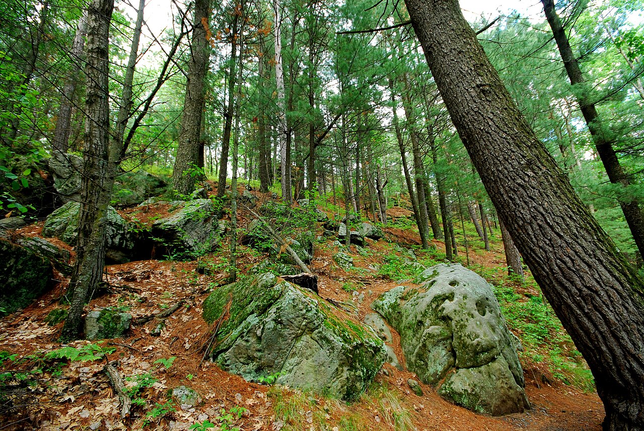 Black River State Forest