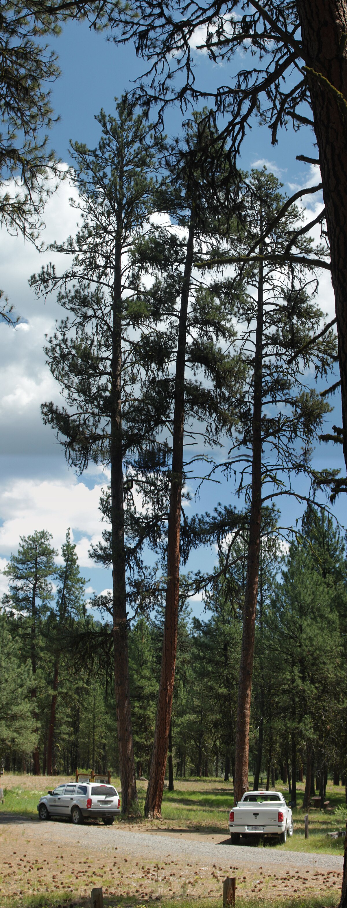 Rock Springs Campground
