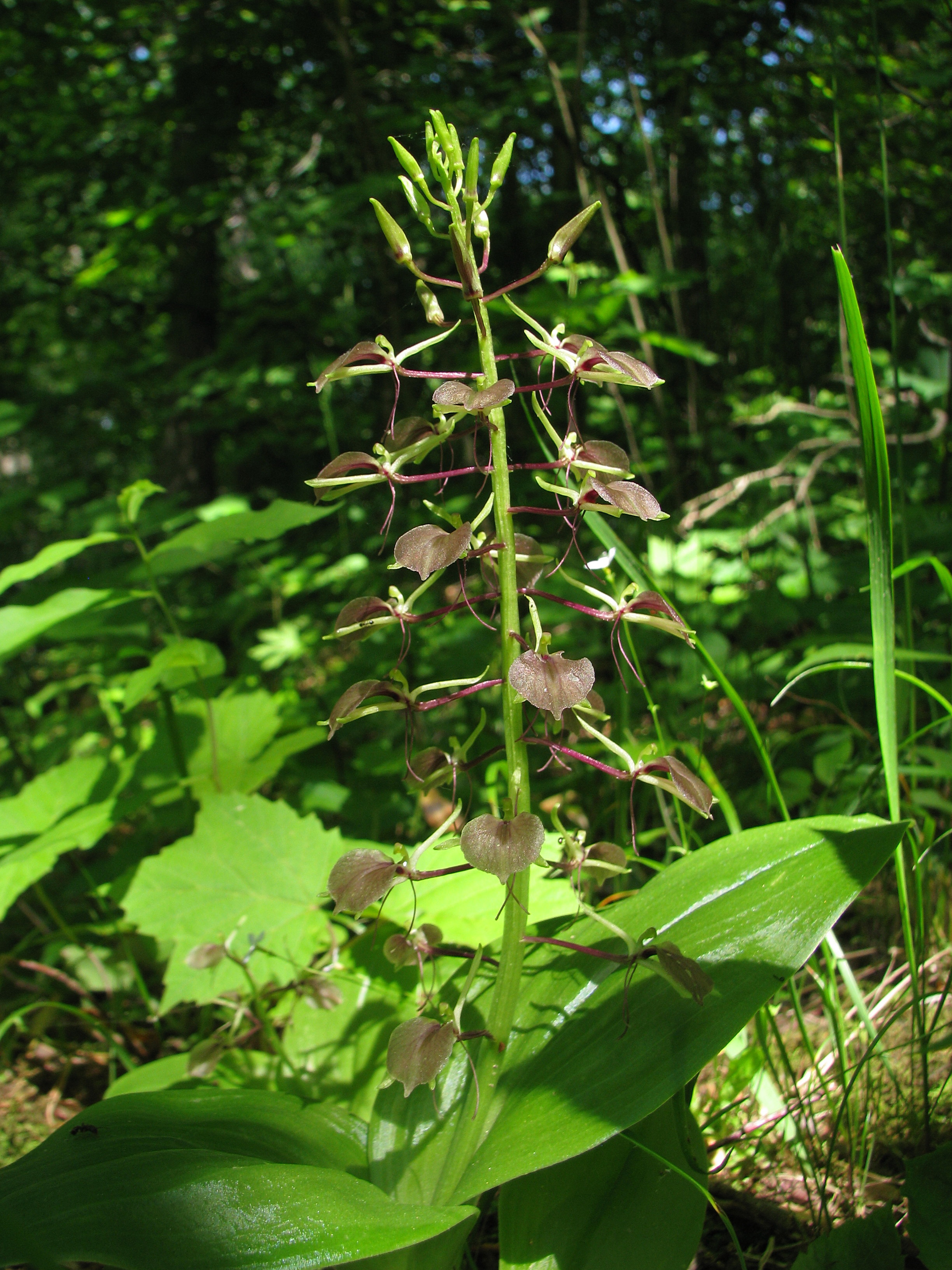 French Creek State Park