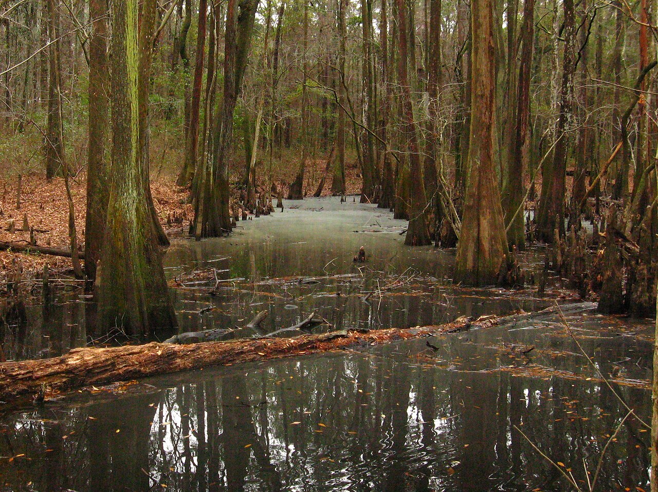 Colleton State Park