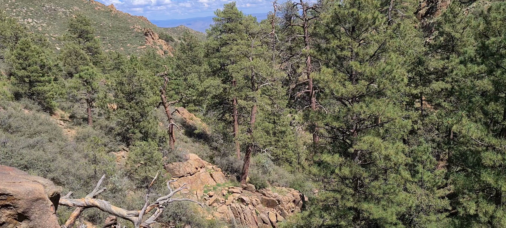 Wild Cow Springs Campground