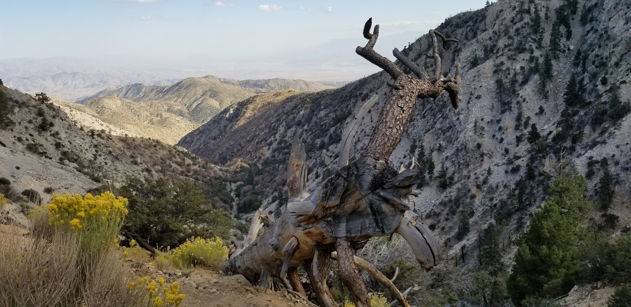 Wild Horse Equestrian Family