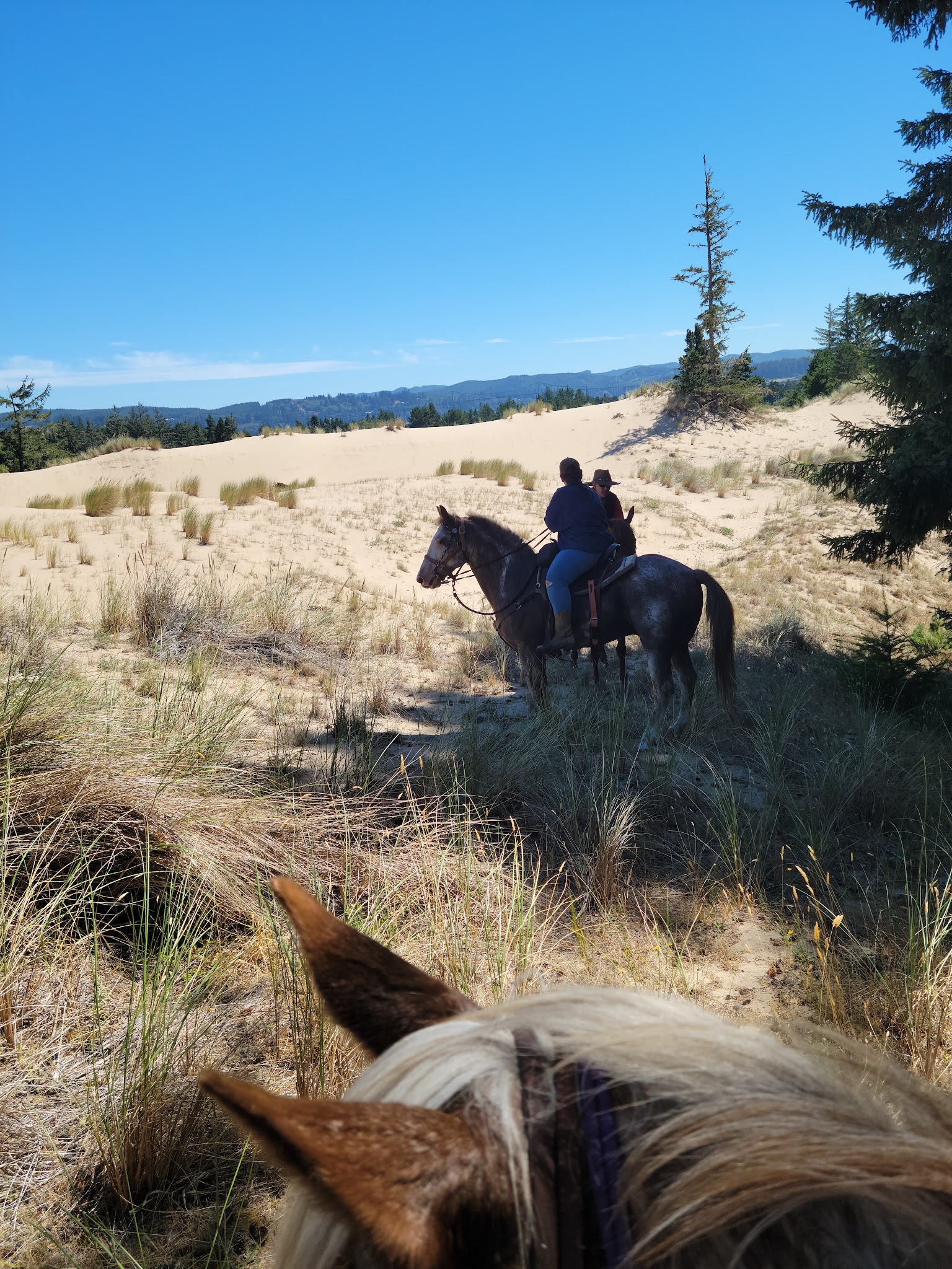 Wild Mare Horse Camp