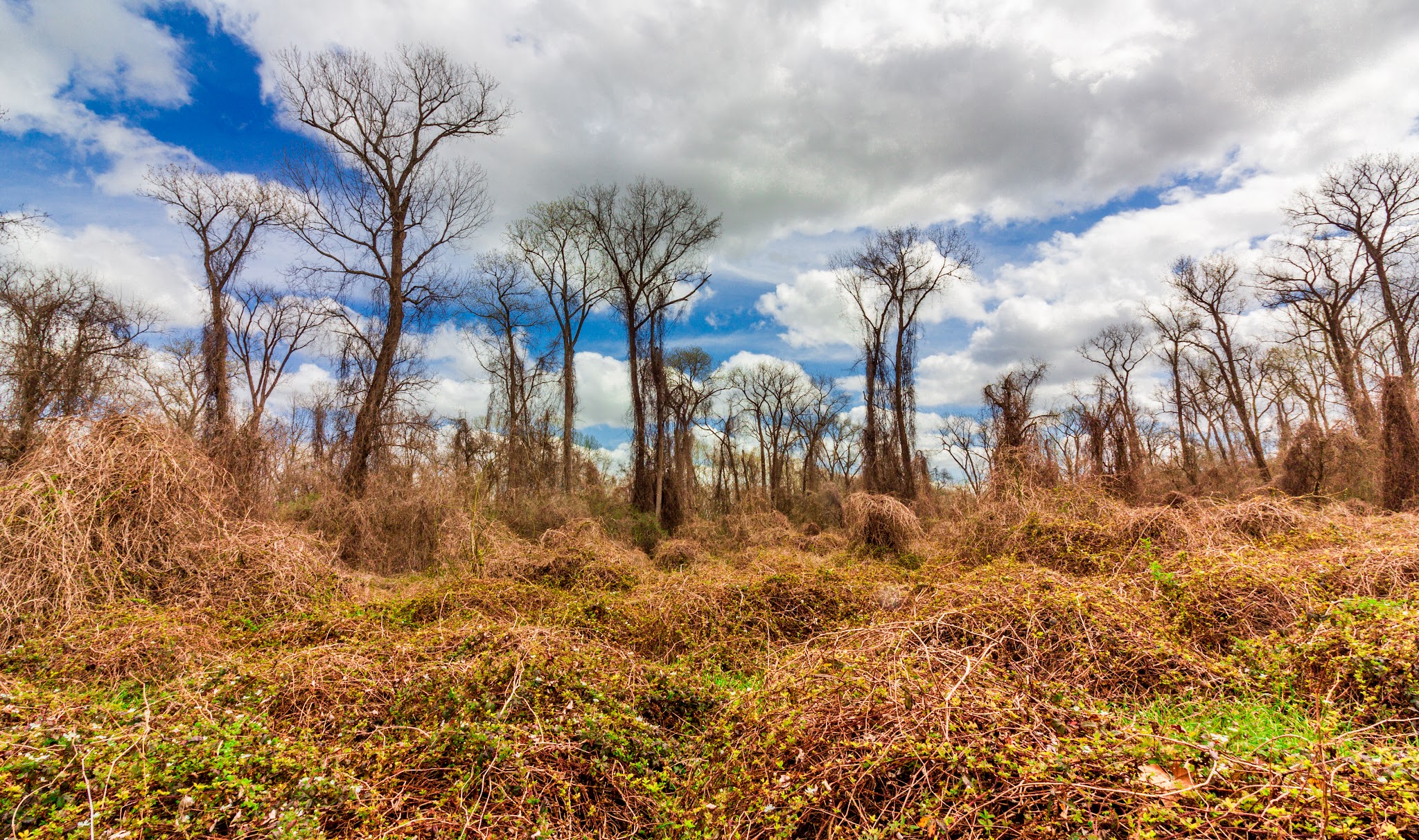 Stephen F. Austin State Park
