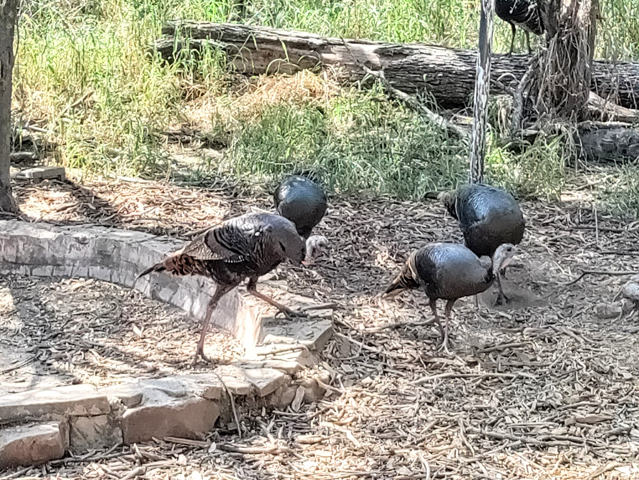 Bentsen-Rio Grande Valley State Park