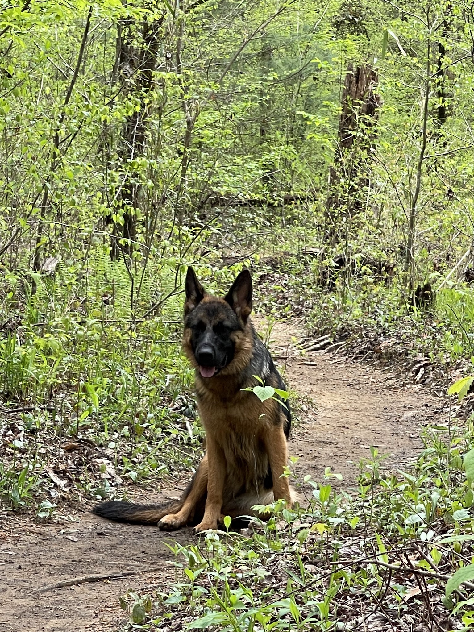 Wildcat Creek Campground #1 Lower