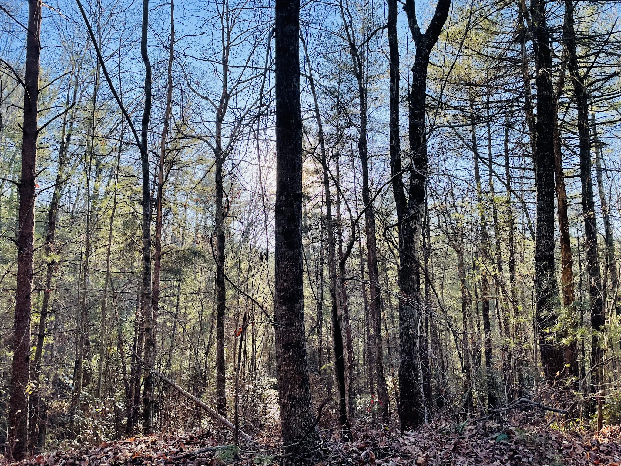 Wildcat Creek Campground #1 Lower