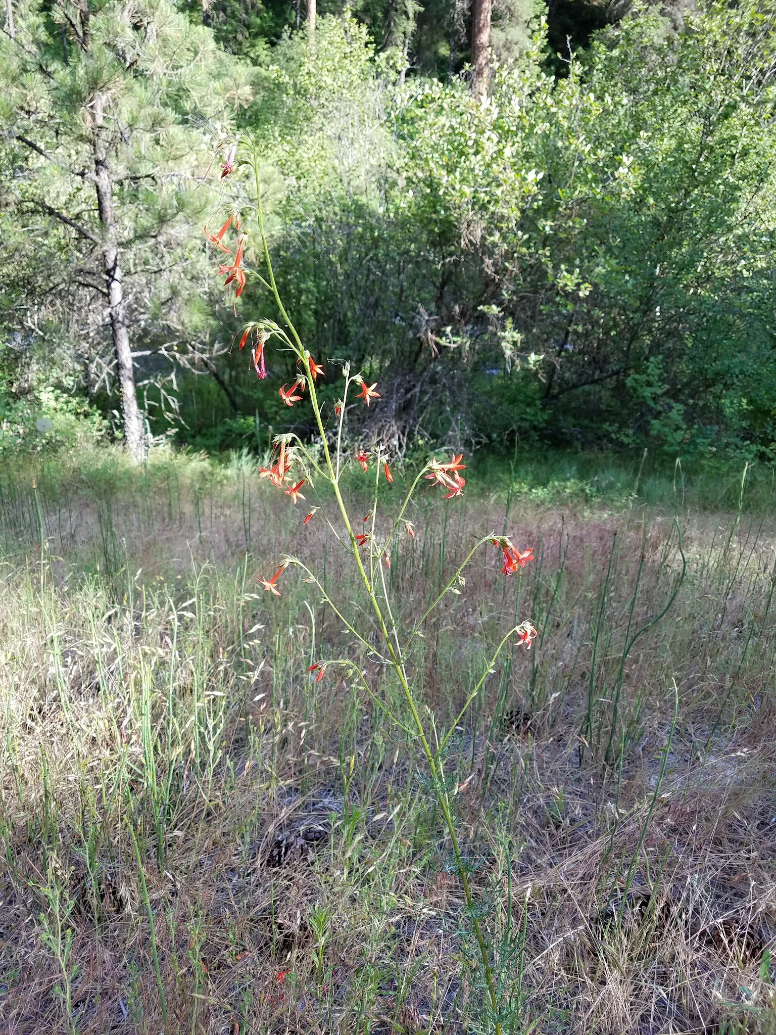 Driftwood Campground