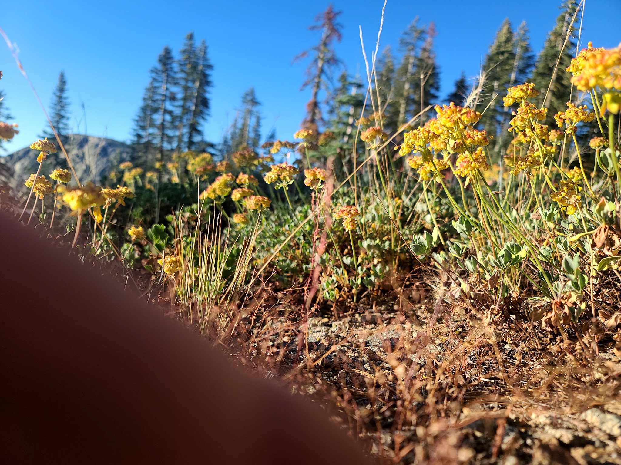 Grouse Ridge Campground