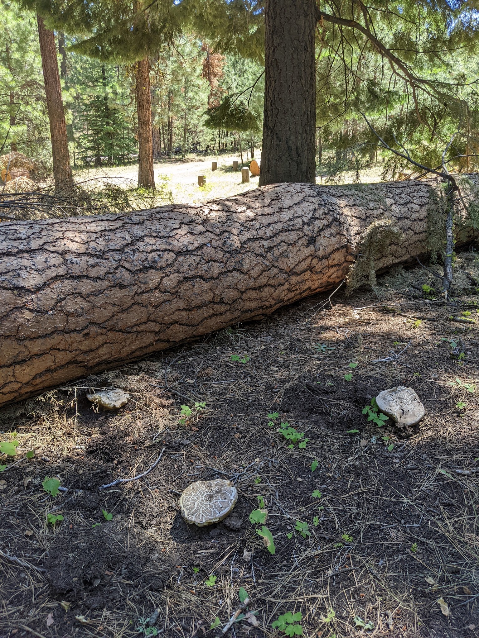Wiley Flat Campground
