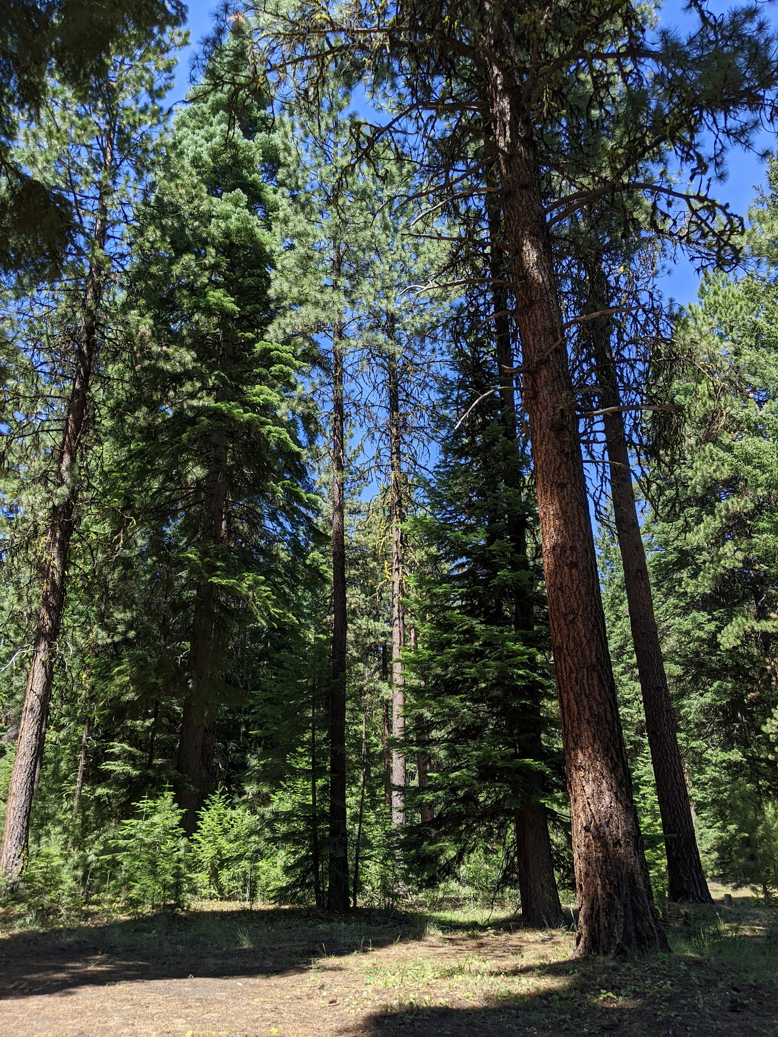 Wiley Flat Campground