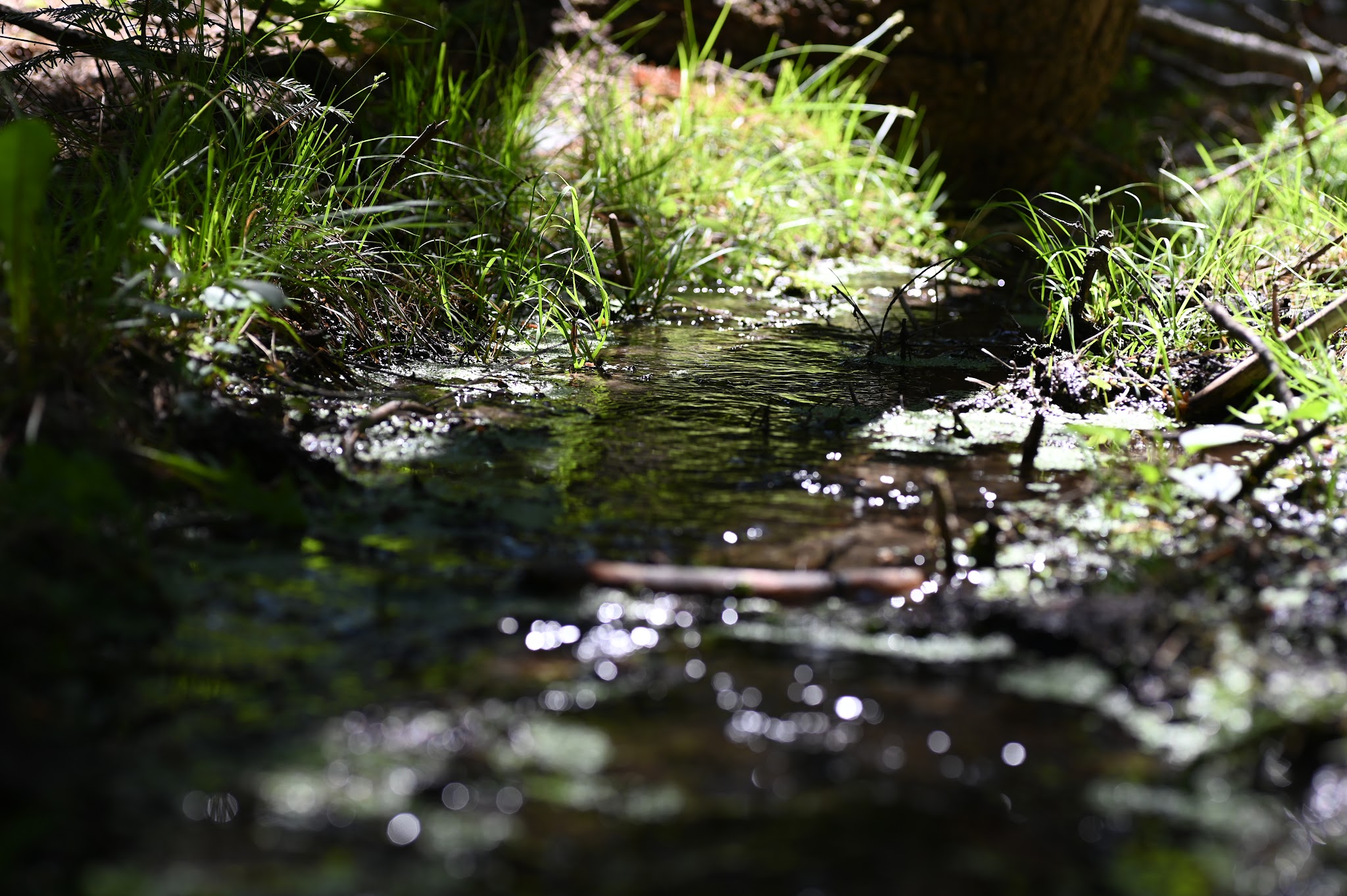 Wiley Flat Campground