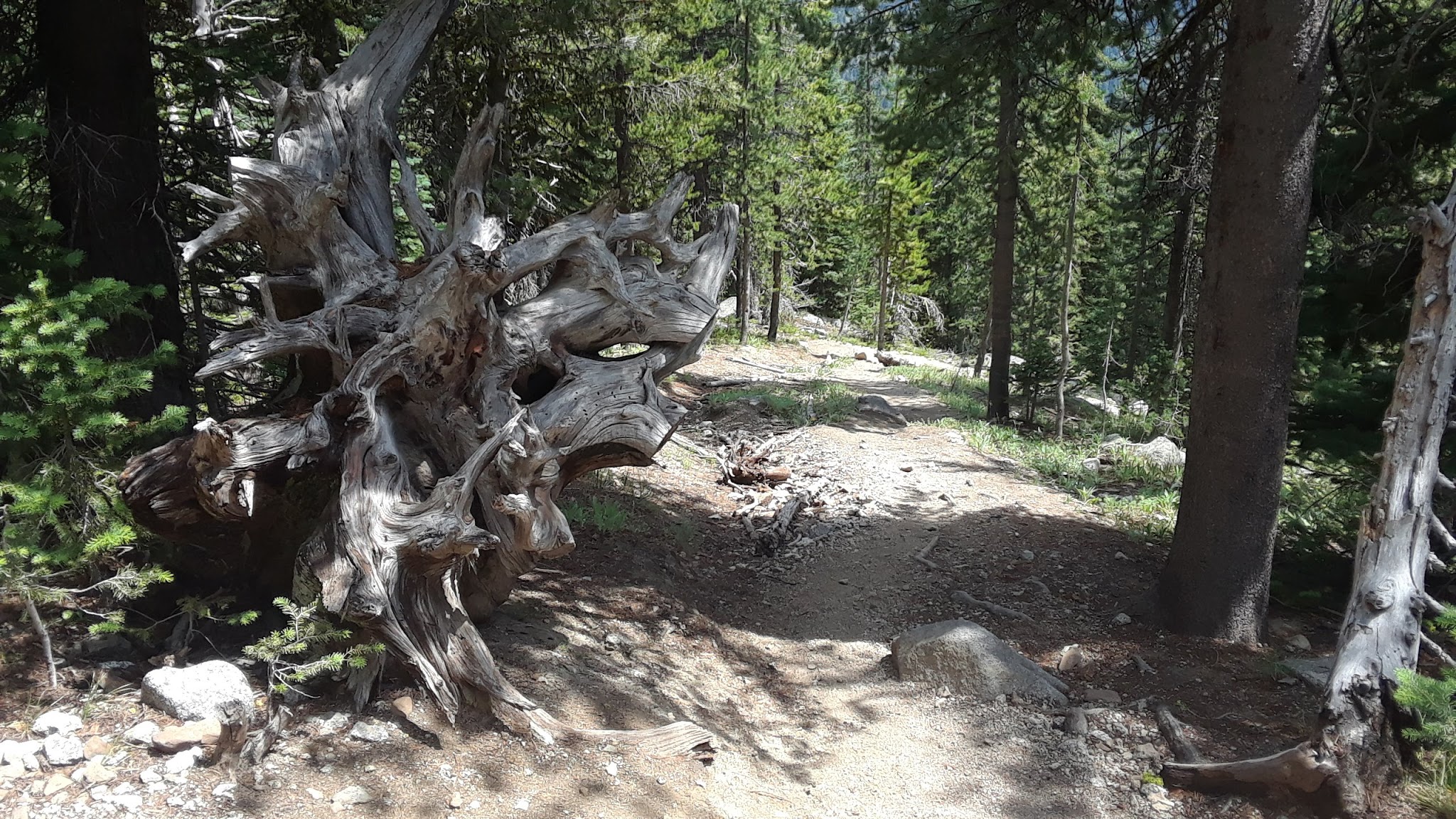 Williamson Campground