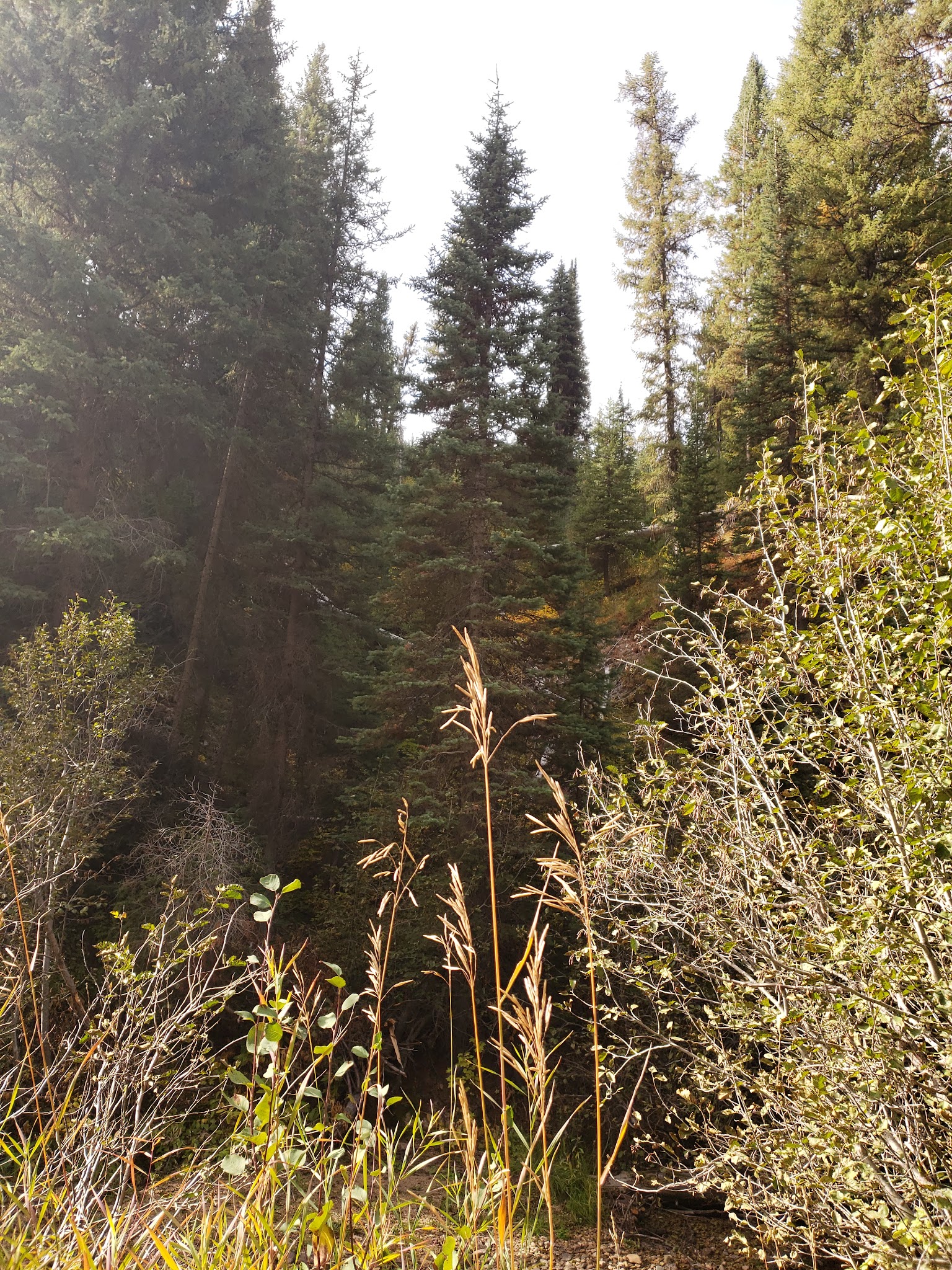 Willow Creek Campground (Idaho City)