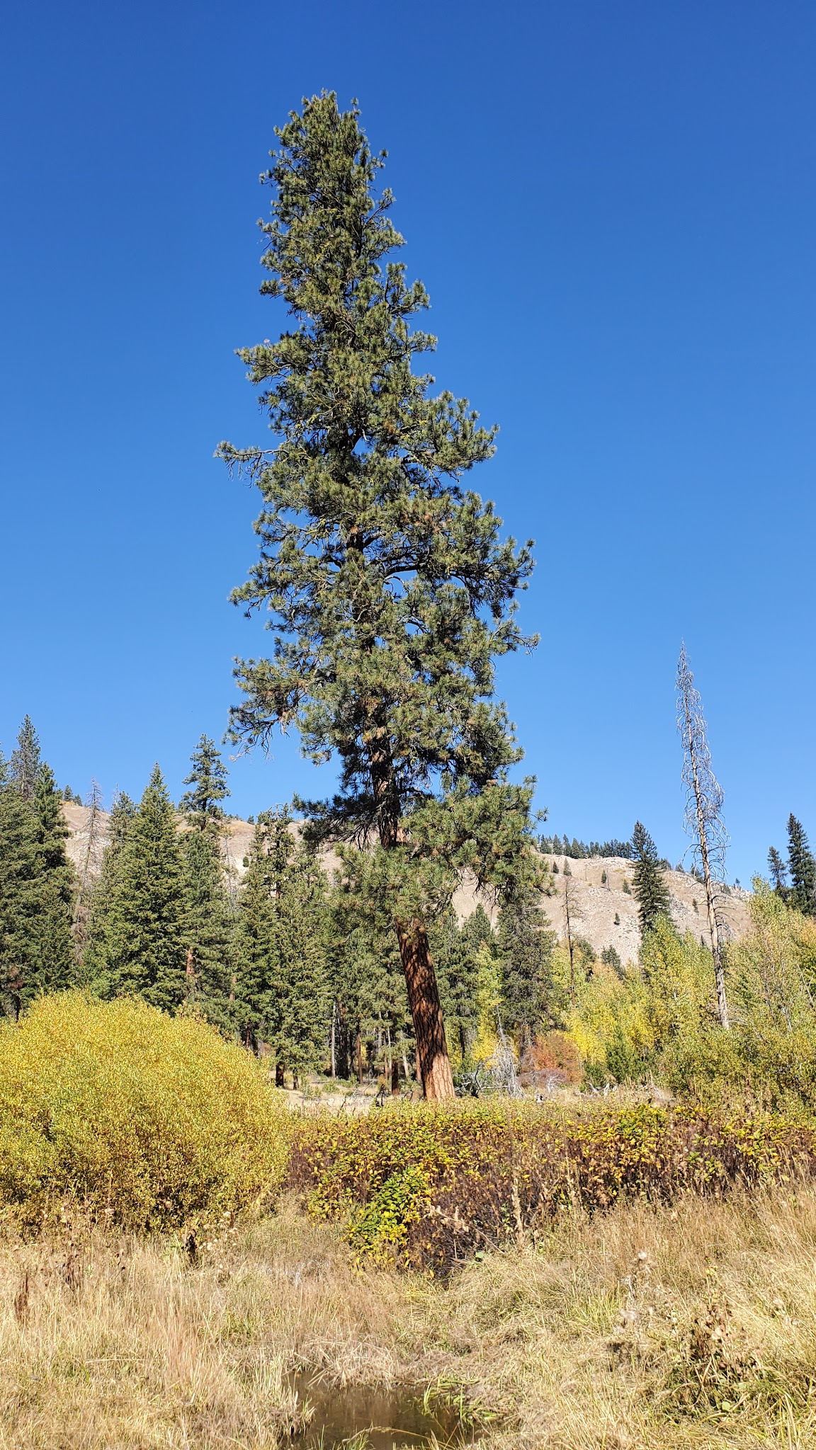 Willow Creek Campground (Idaho City)