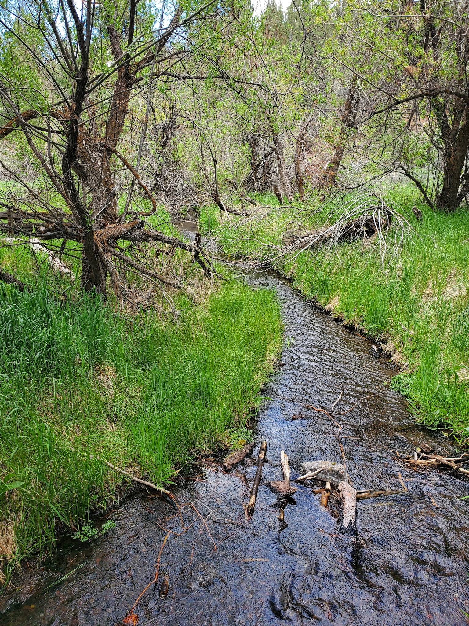 Willow Creek Campground