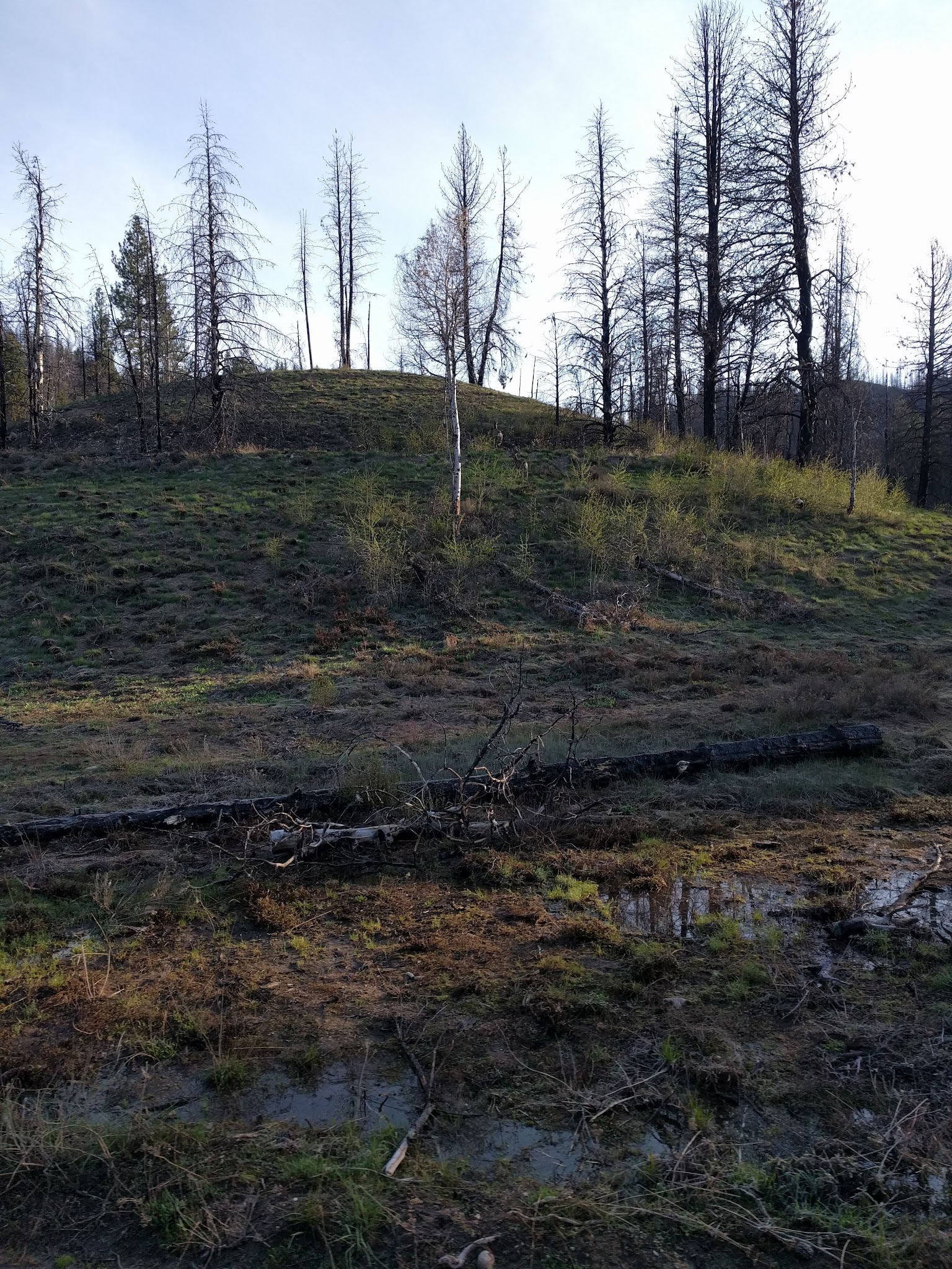 Willow Creek Campground (Idaho City)