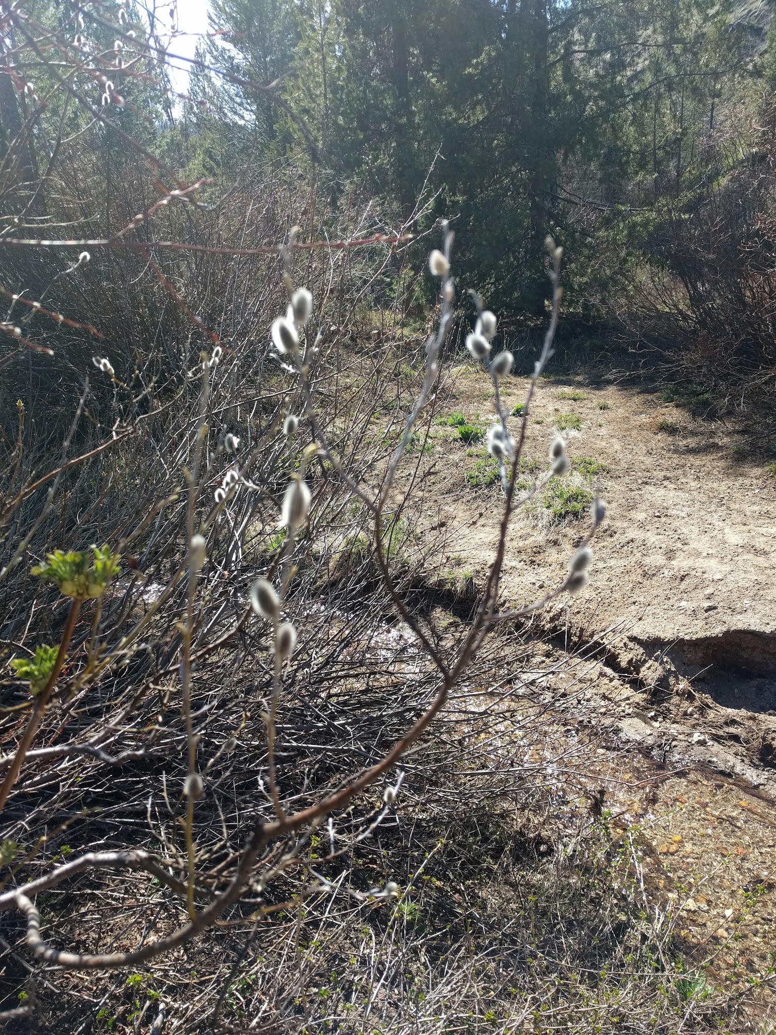 Willow Creek Campground (Idaho City)