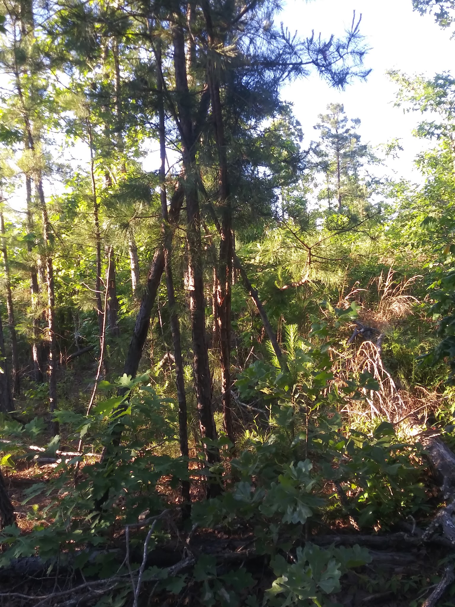 Winding Stair Campground
