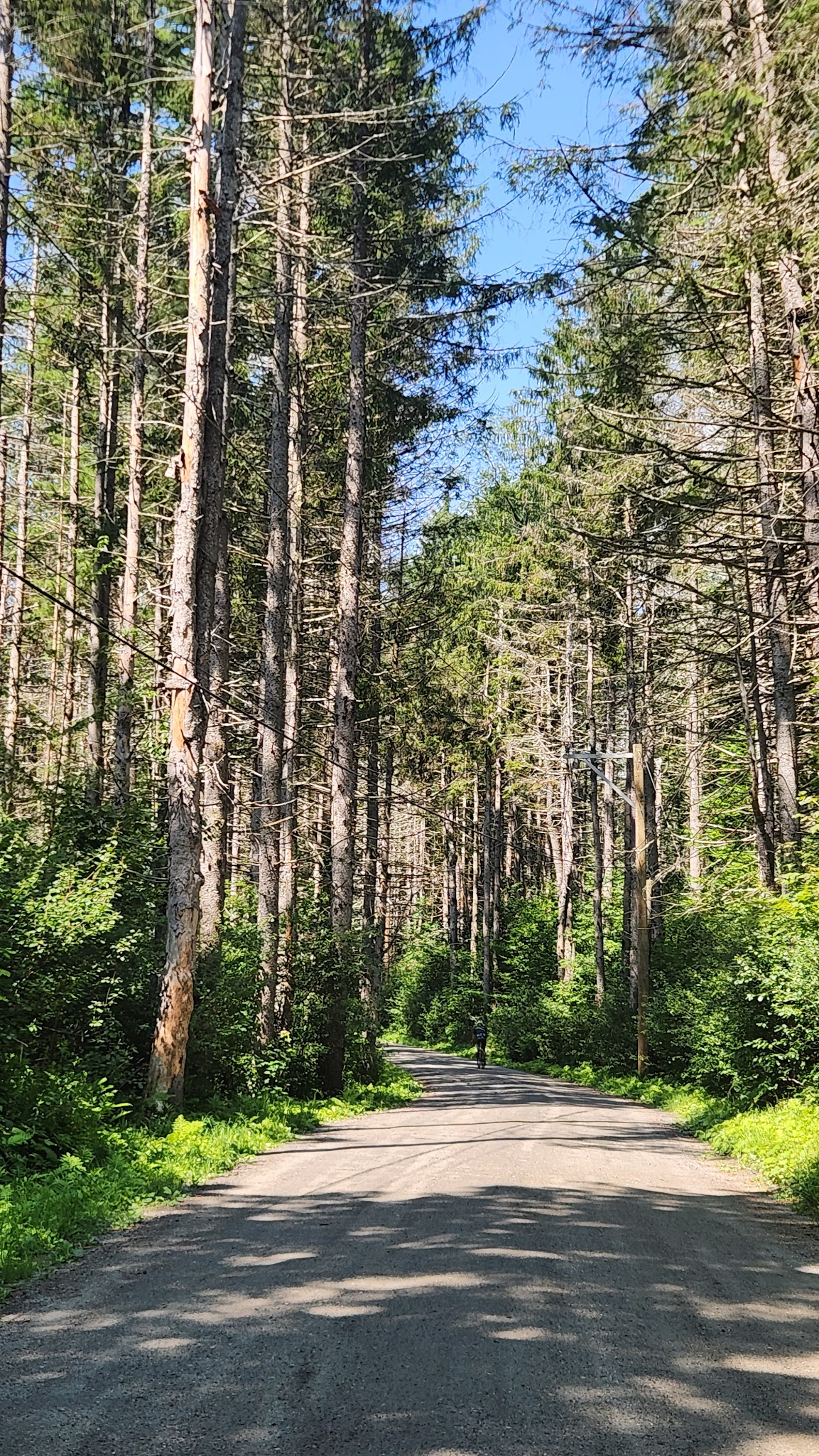 Windsor State Forest