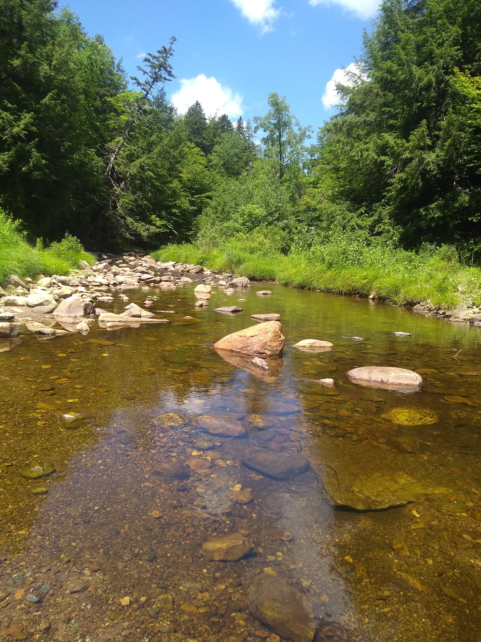 Windsor State Forest